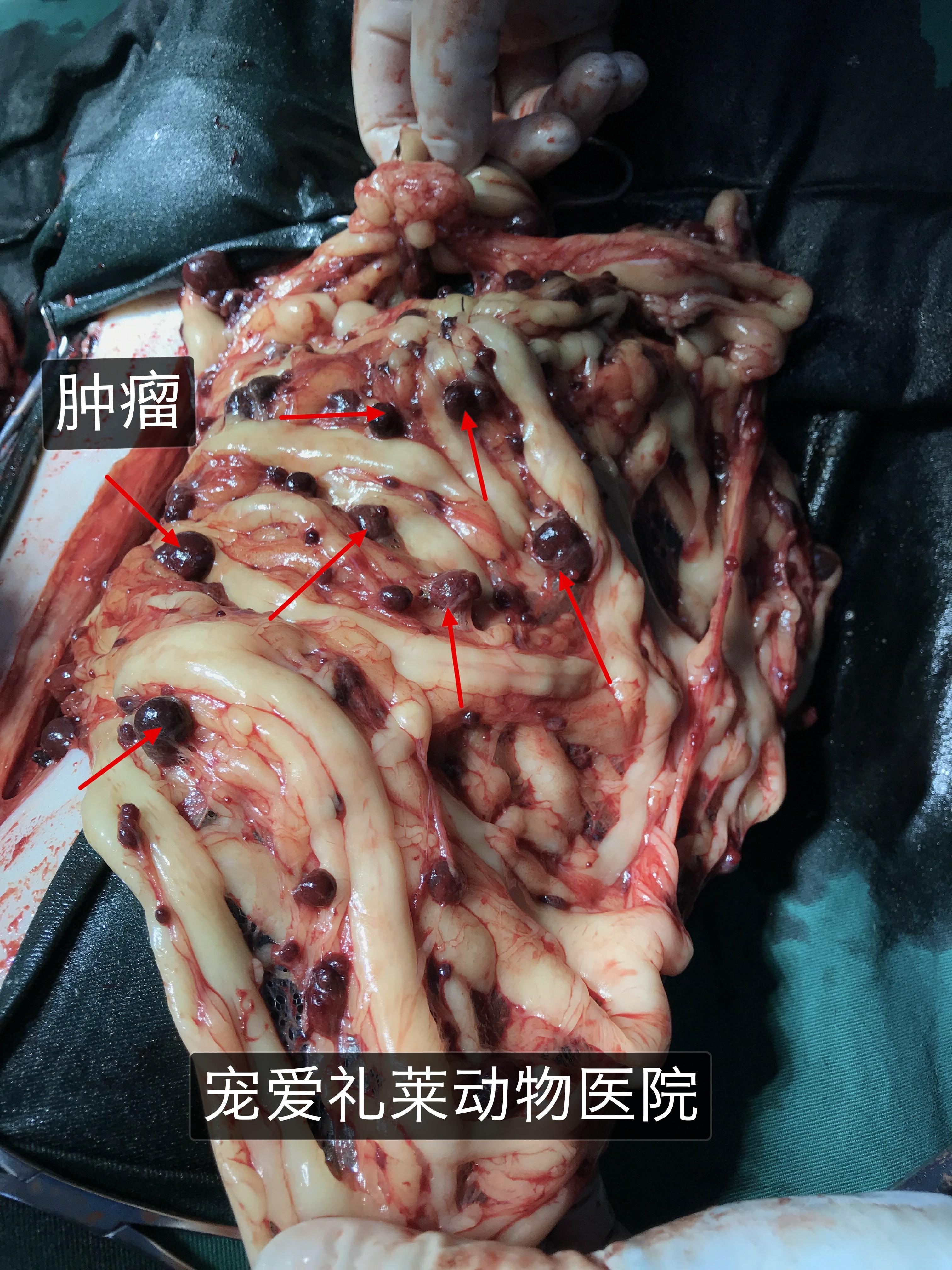 泰迪狗狗得了肿瘤,求助求助求助! - 知乎