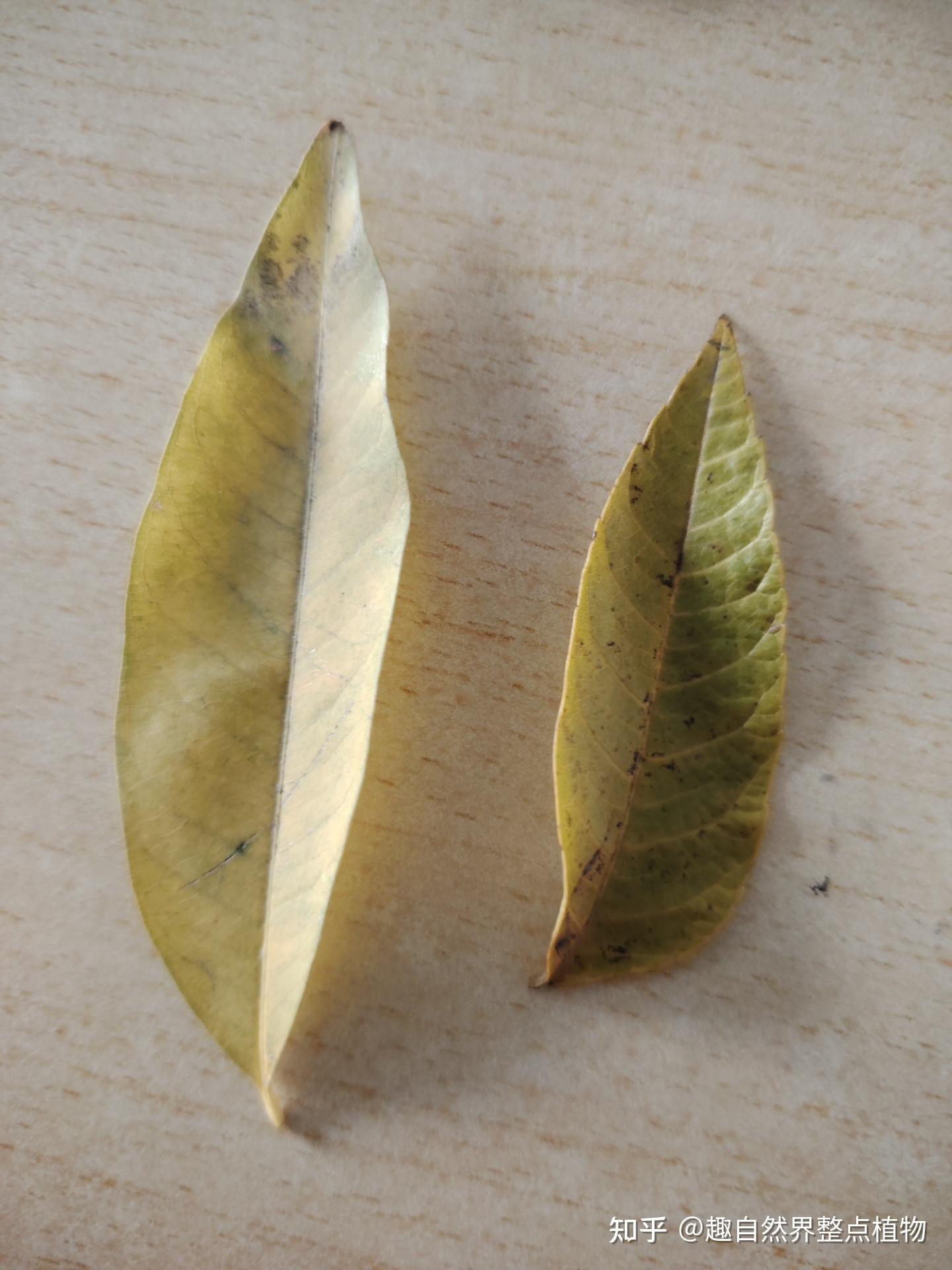 全缘叶栾树与无患子（树皮，树叶，果）形态的细节比对 - 知乎