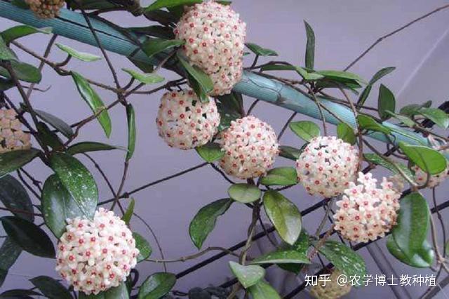 球兰,花朵似球形,小巧玲珑,掌握养护技巧,花开多又美 - 知乎