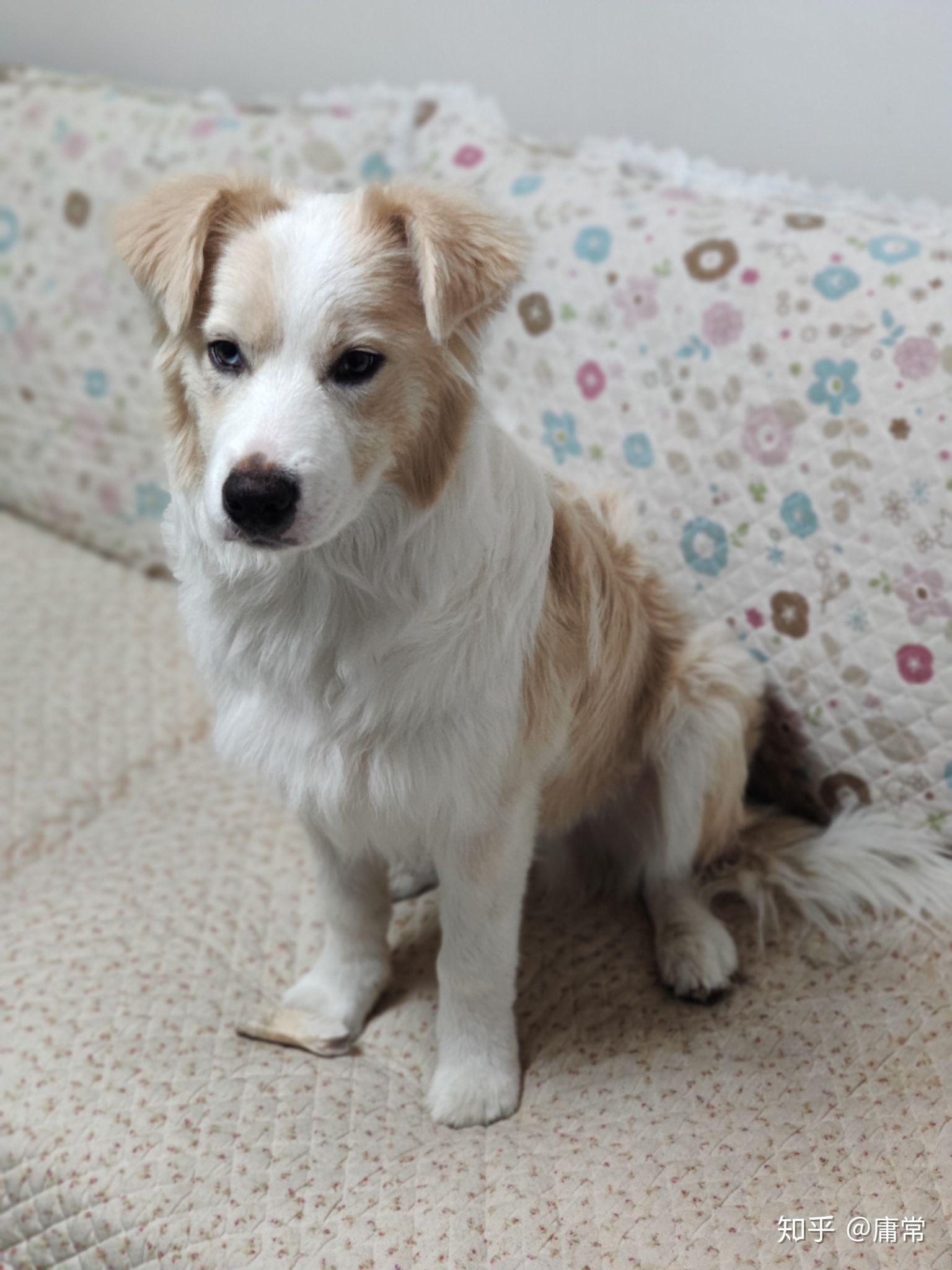 金毛边牧(金边)有多好看,多帅气? - 知乎