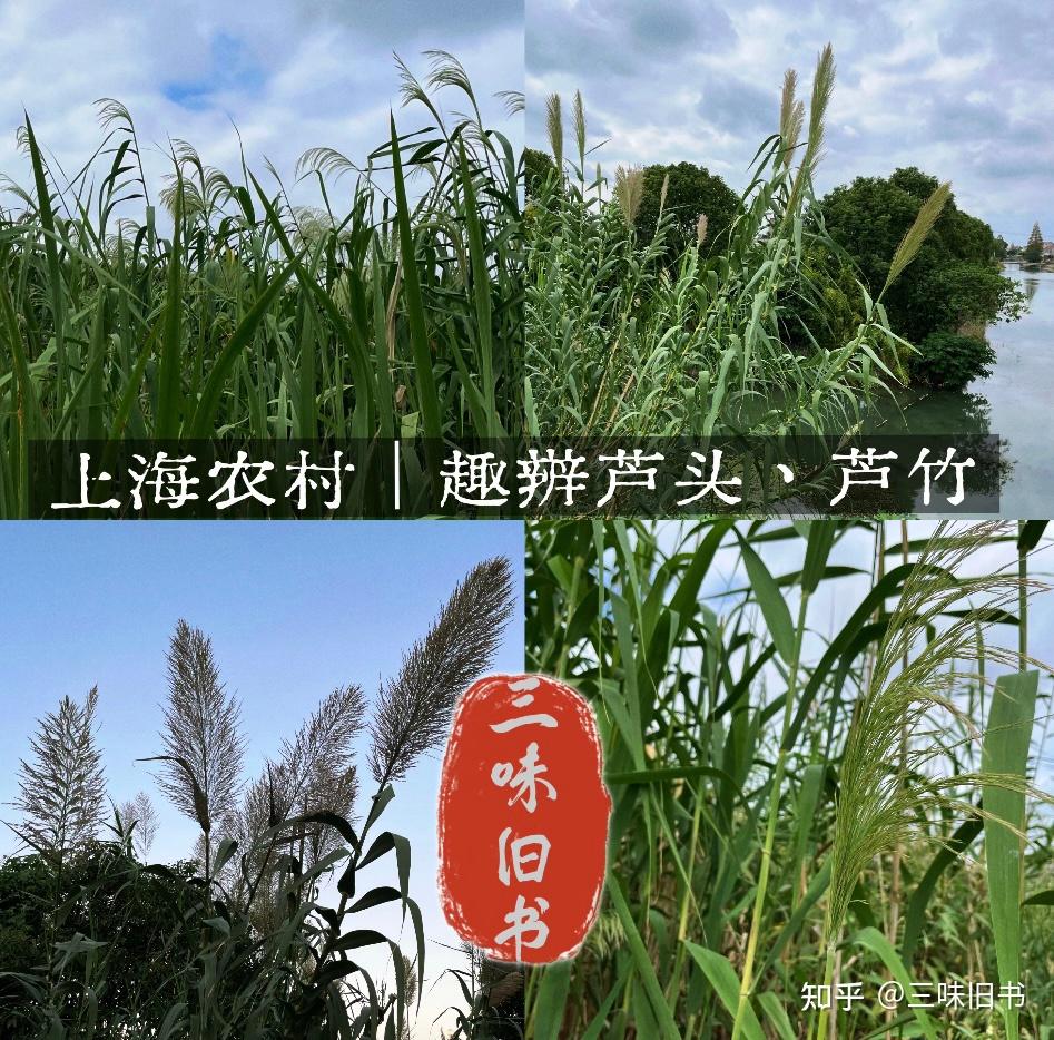 上海农村｜趣辨芦头、芦竹 - 知乎