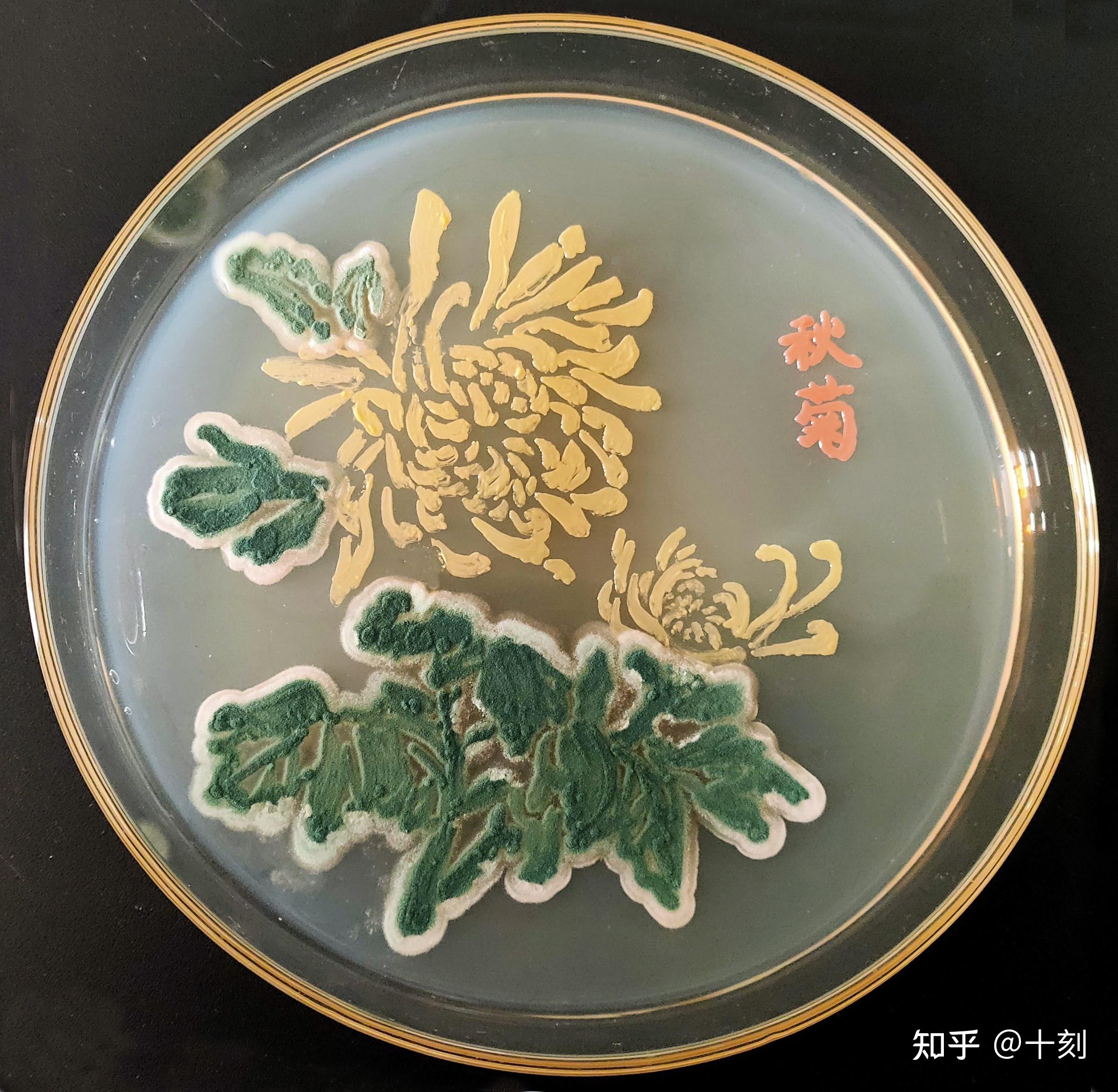 微生物在培养皿里面画画,有什么参考的?
