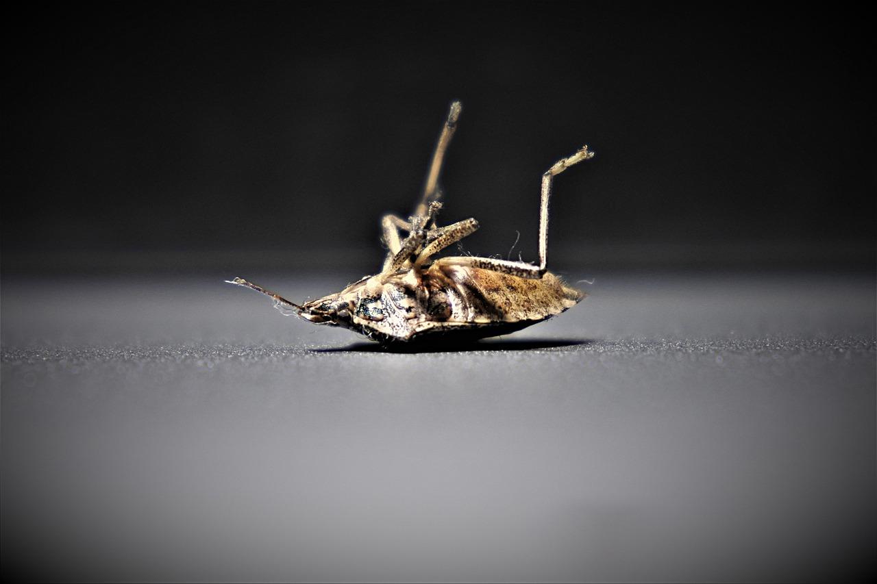 4. 床虫治理技巧