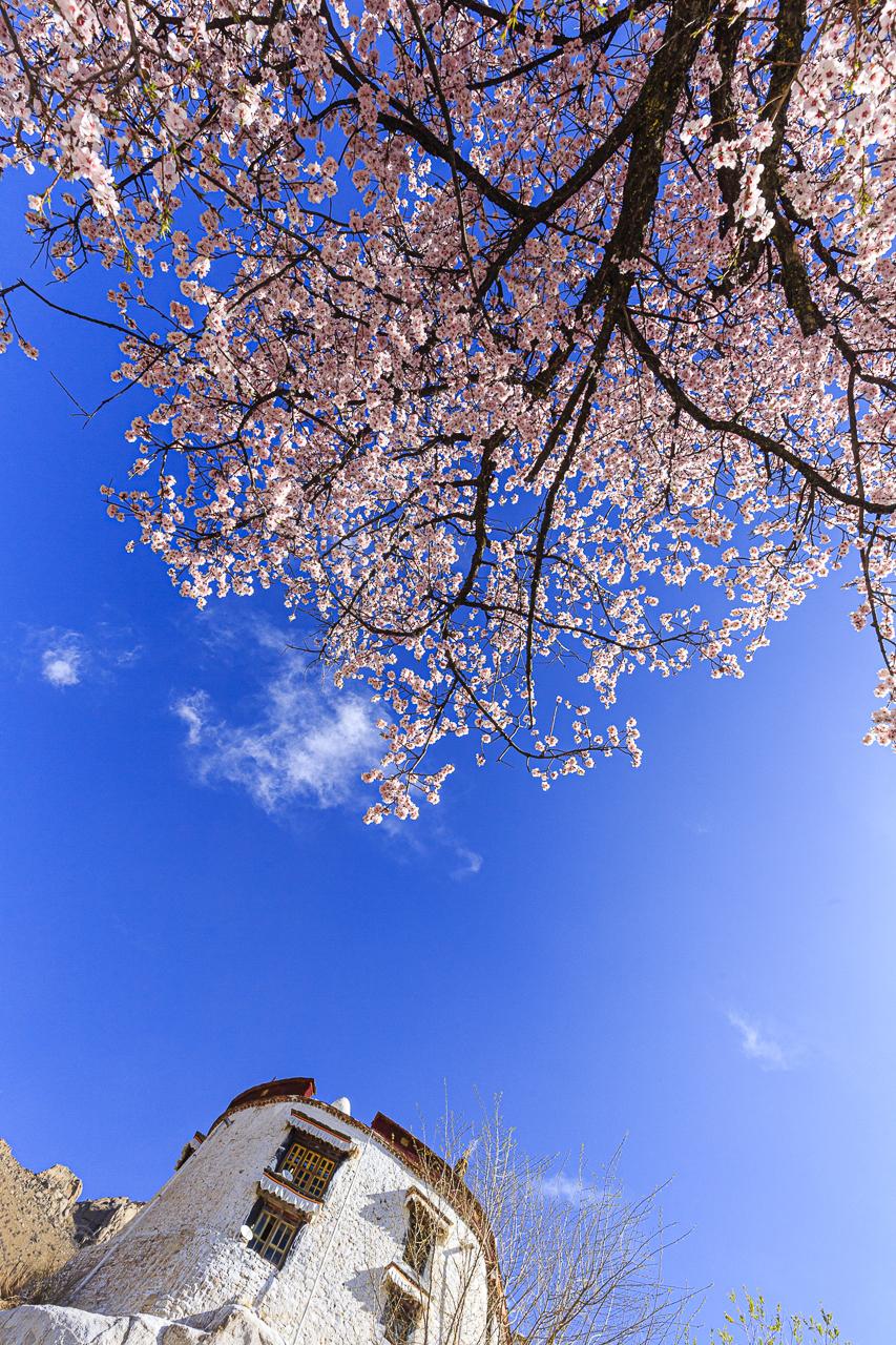 Canon鏡頭收購