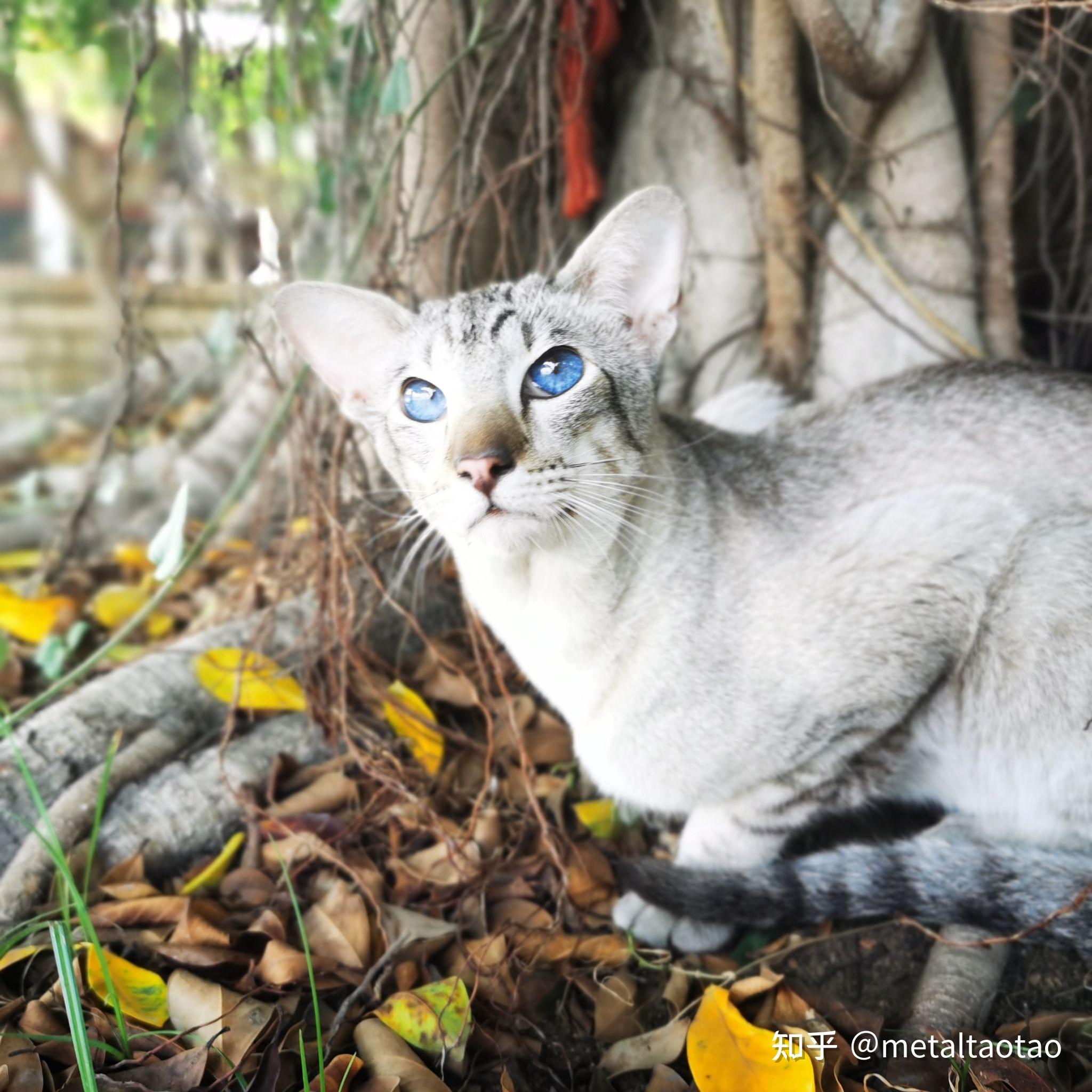 你们的虎斑暹罗猫长大了什么样子