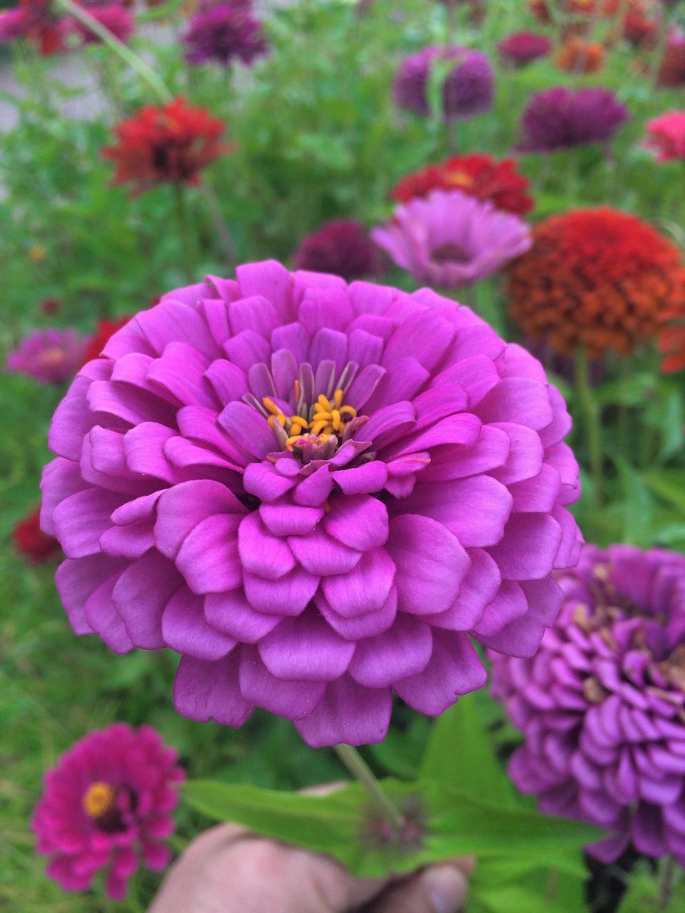 4. 大丽花配叶技巧