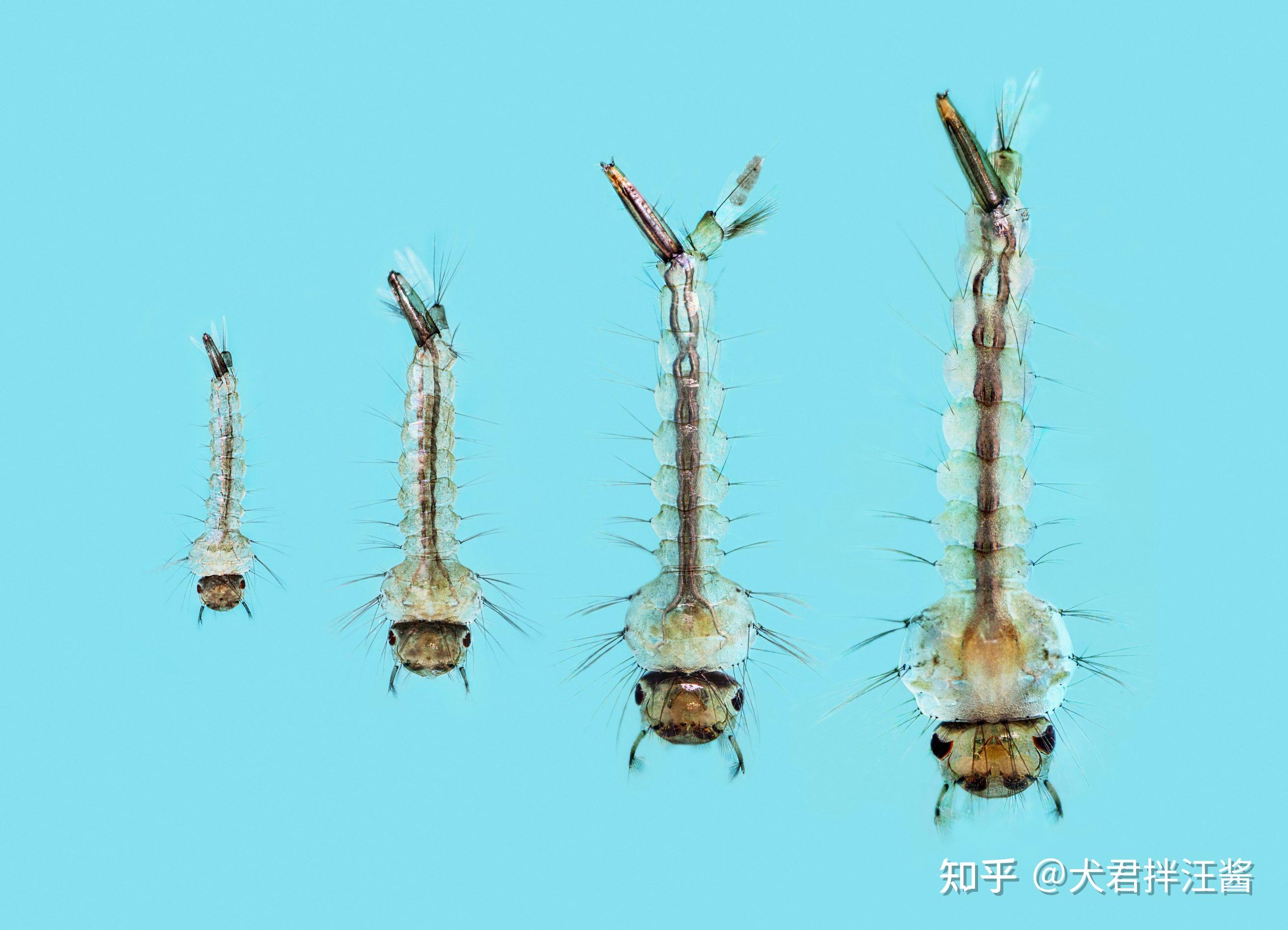 蚊子在食物链中的意义是什么?假设没有蚊子生物界会出现啥情况? - 知乎