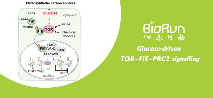 Tor Fie 一篇让你在信号通路网络学习上迅速进阶的Nature! - 知乎