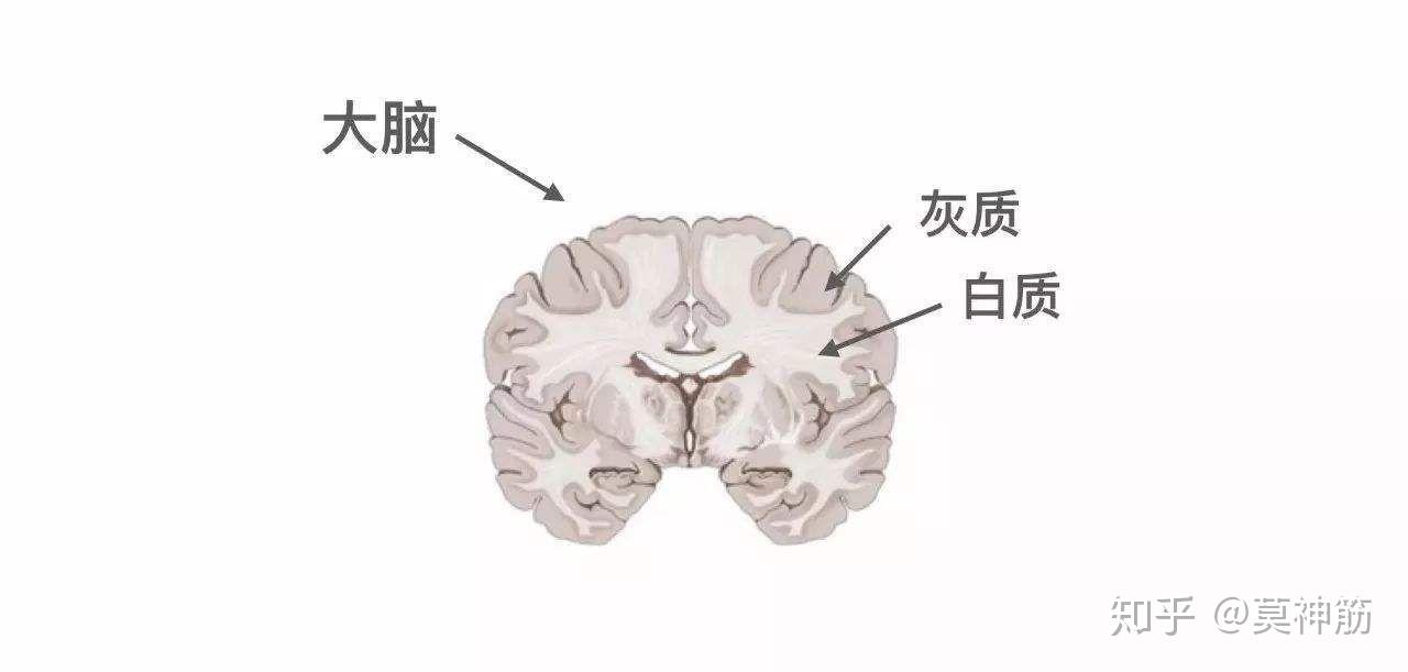 为什么有的人很聪明,大脑结构有什么不一样吗? 
