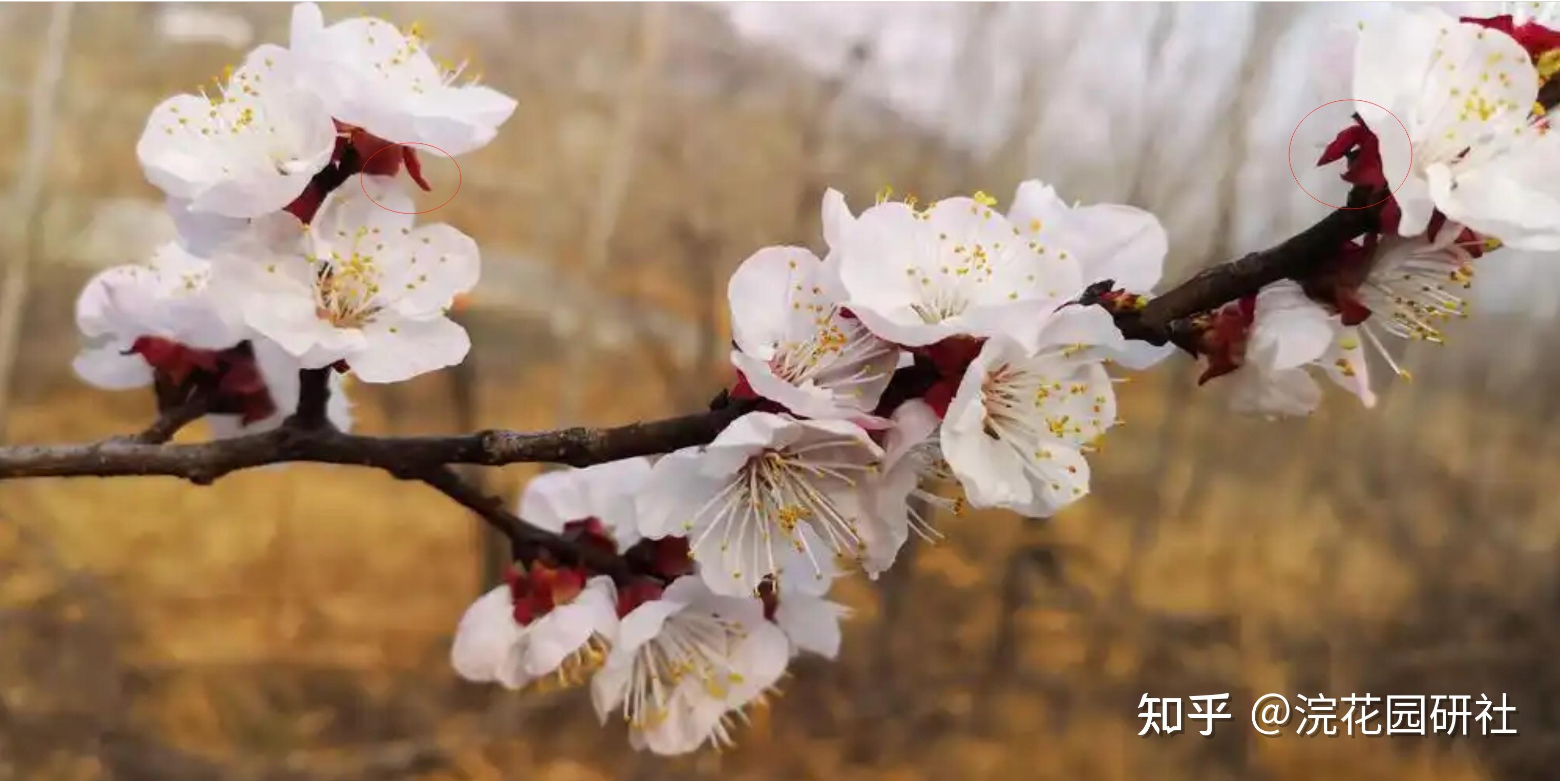请查收,春季识花指南!一文教你分辨梅、桃、杏、樱、李、梨、海棠 - 知乎
