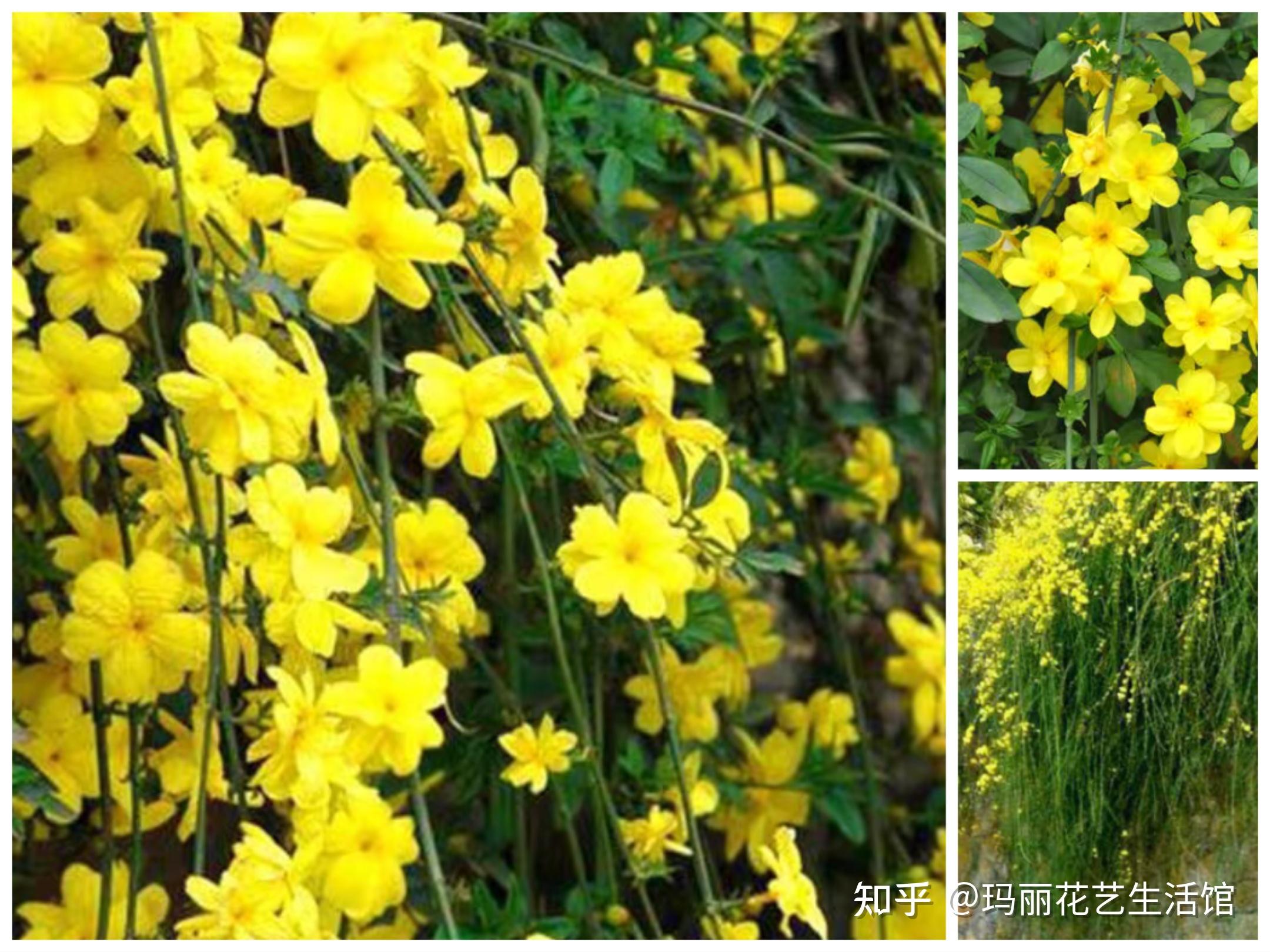 春天开黄色花都有什么植物?谁才是真正的迎春花 - 知乎
