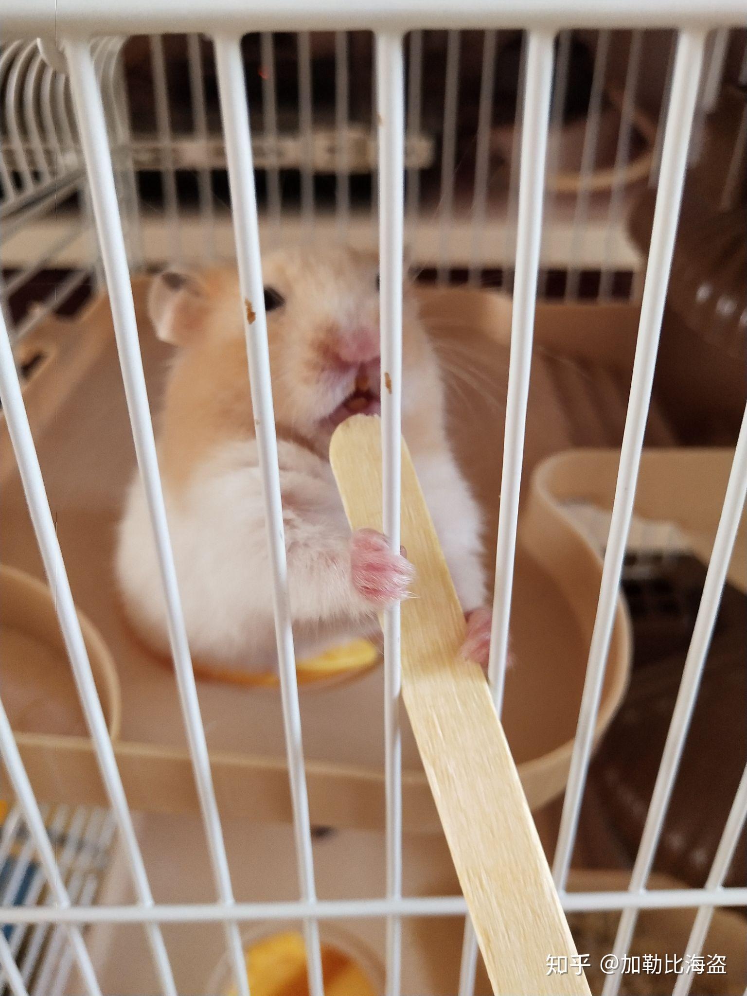 养仓鼠是种怎样的体验