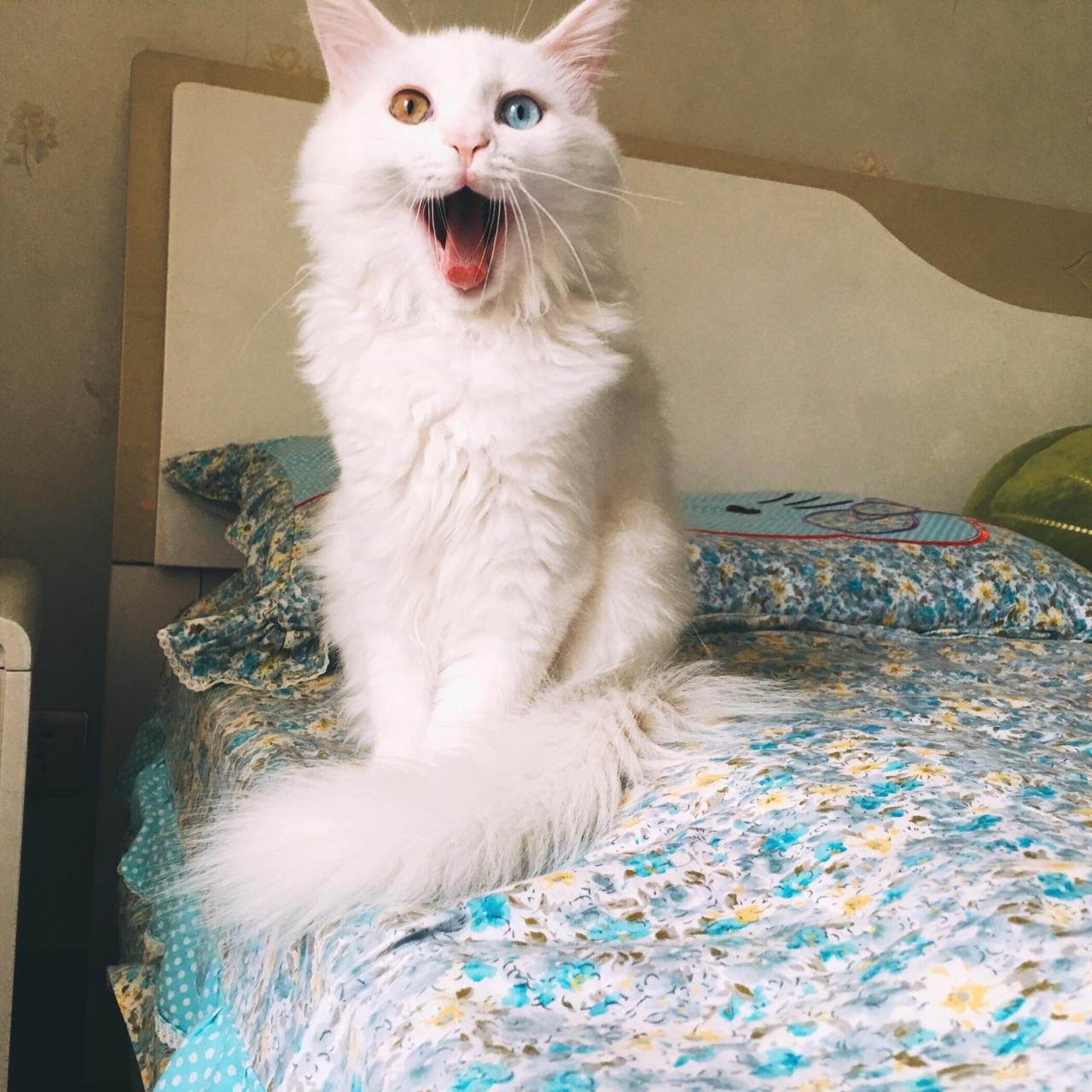 临清鸳鸯眼狮子猫还有吗