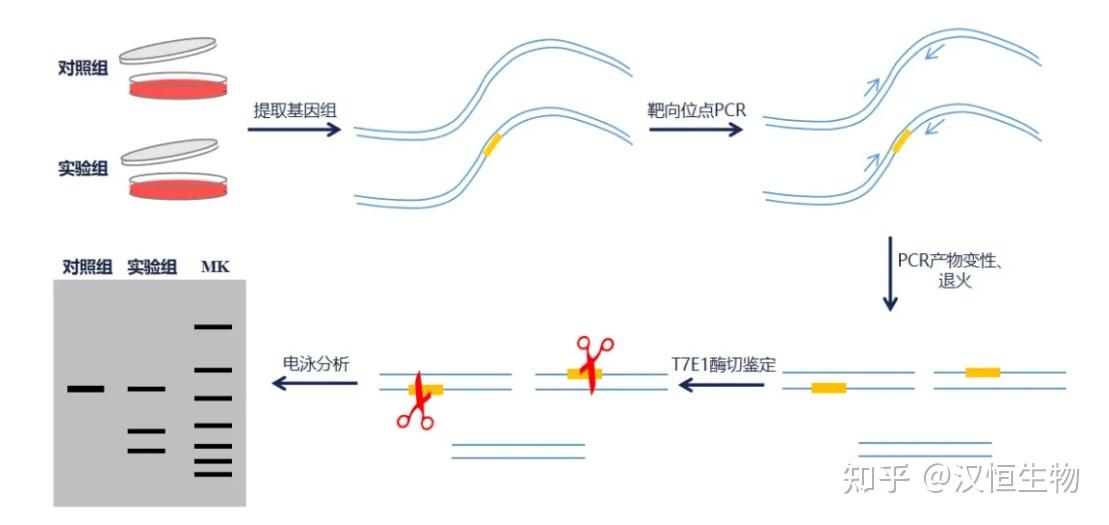 CRISPR/Cas9系统编辑效率验证常用方法盘点 - 知乎