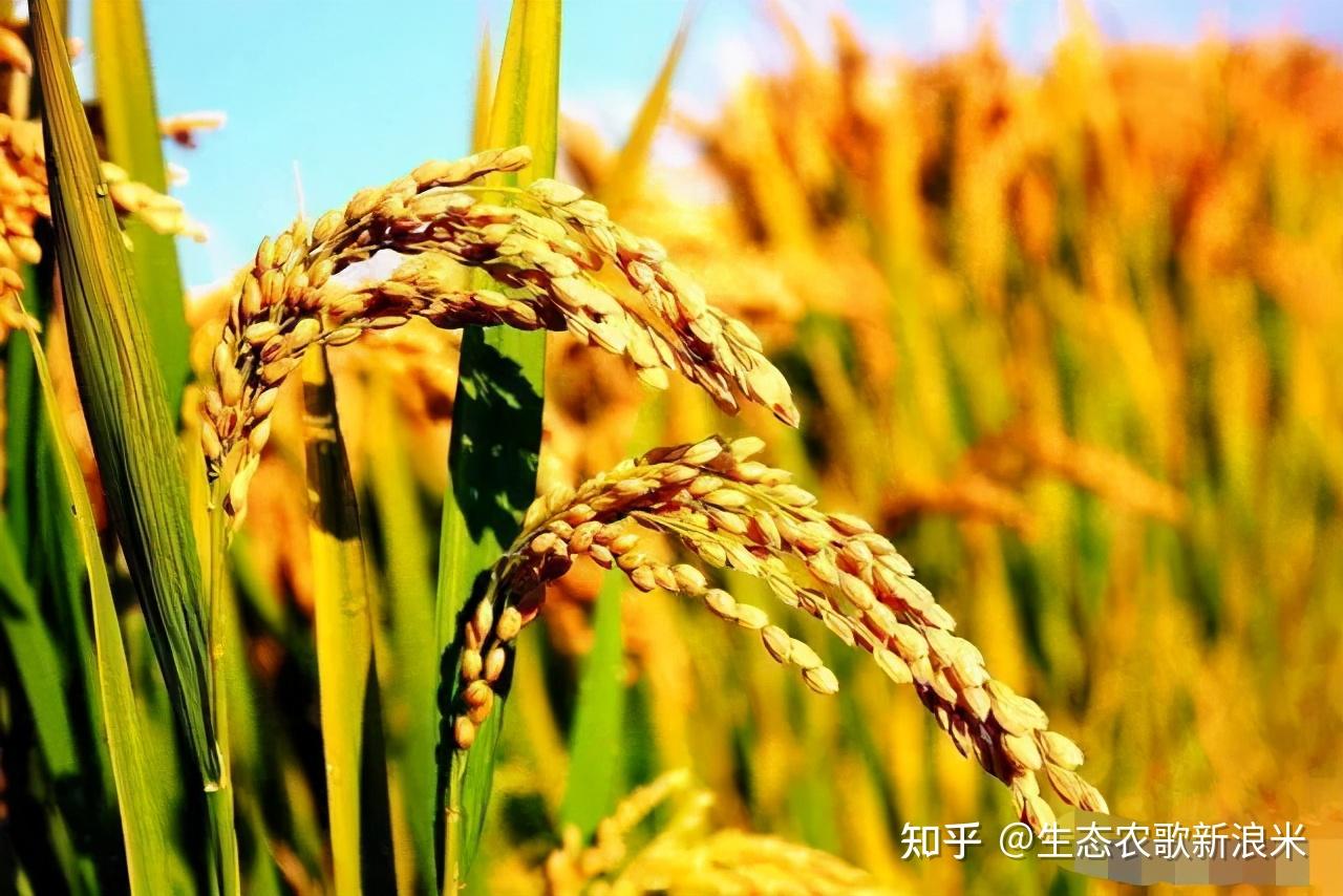夏至节气,早、中、晚稻,田间管理要点,新浪米水稻种植处于分蘖期 - 知乎