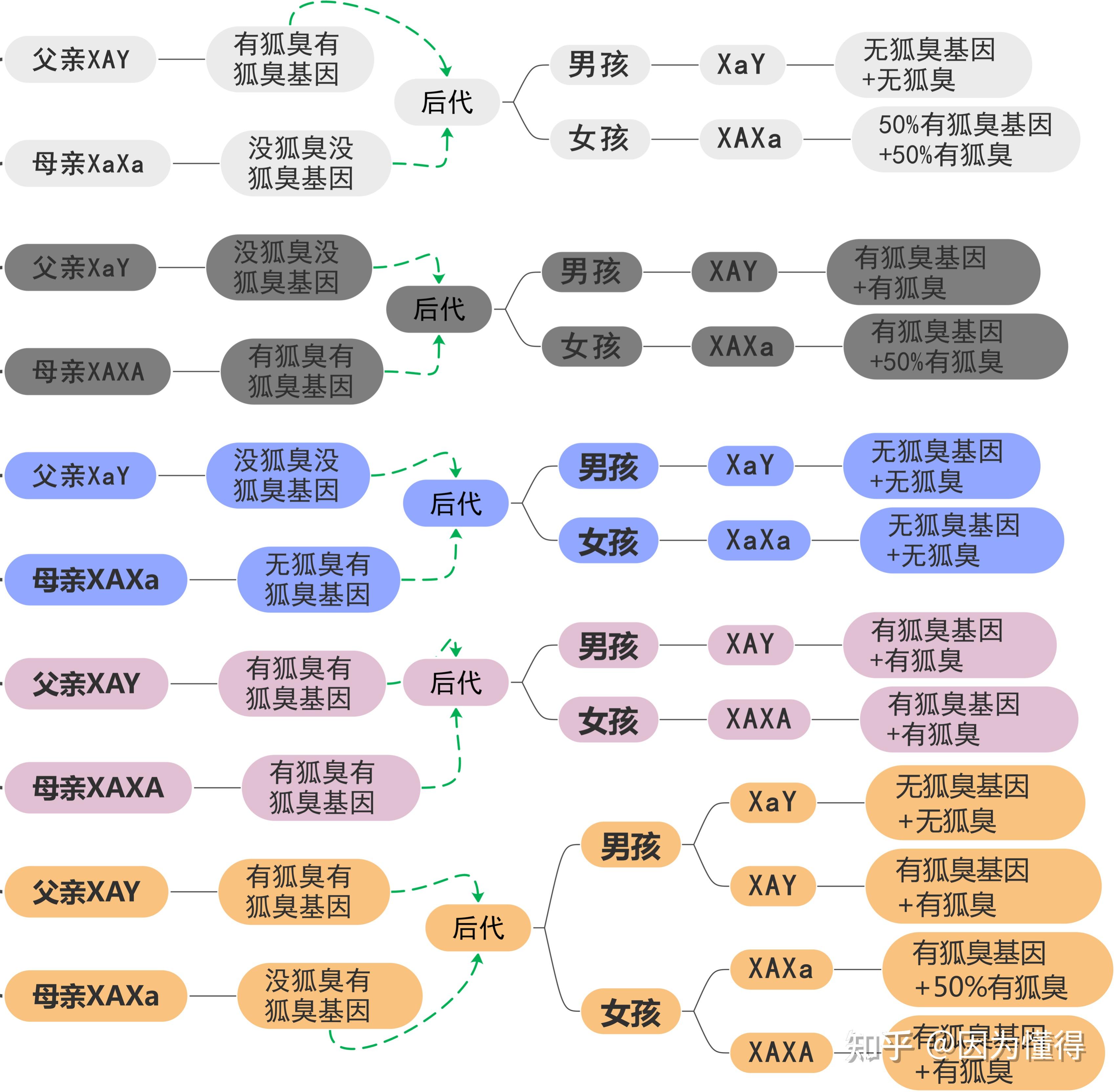 遗传图解标准图片