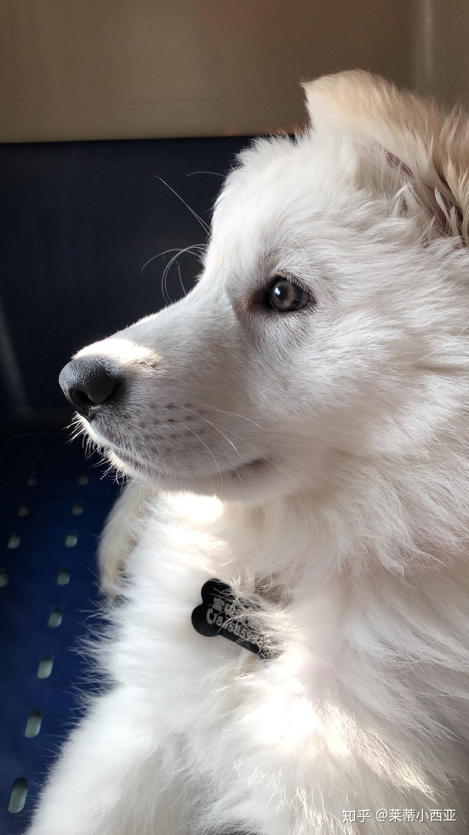 白德牧.本人家在哈尔滨,男孩两岁,因品种少见,至今没有女朋友.