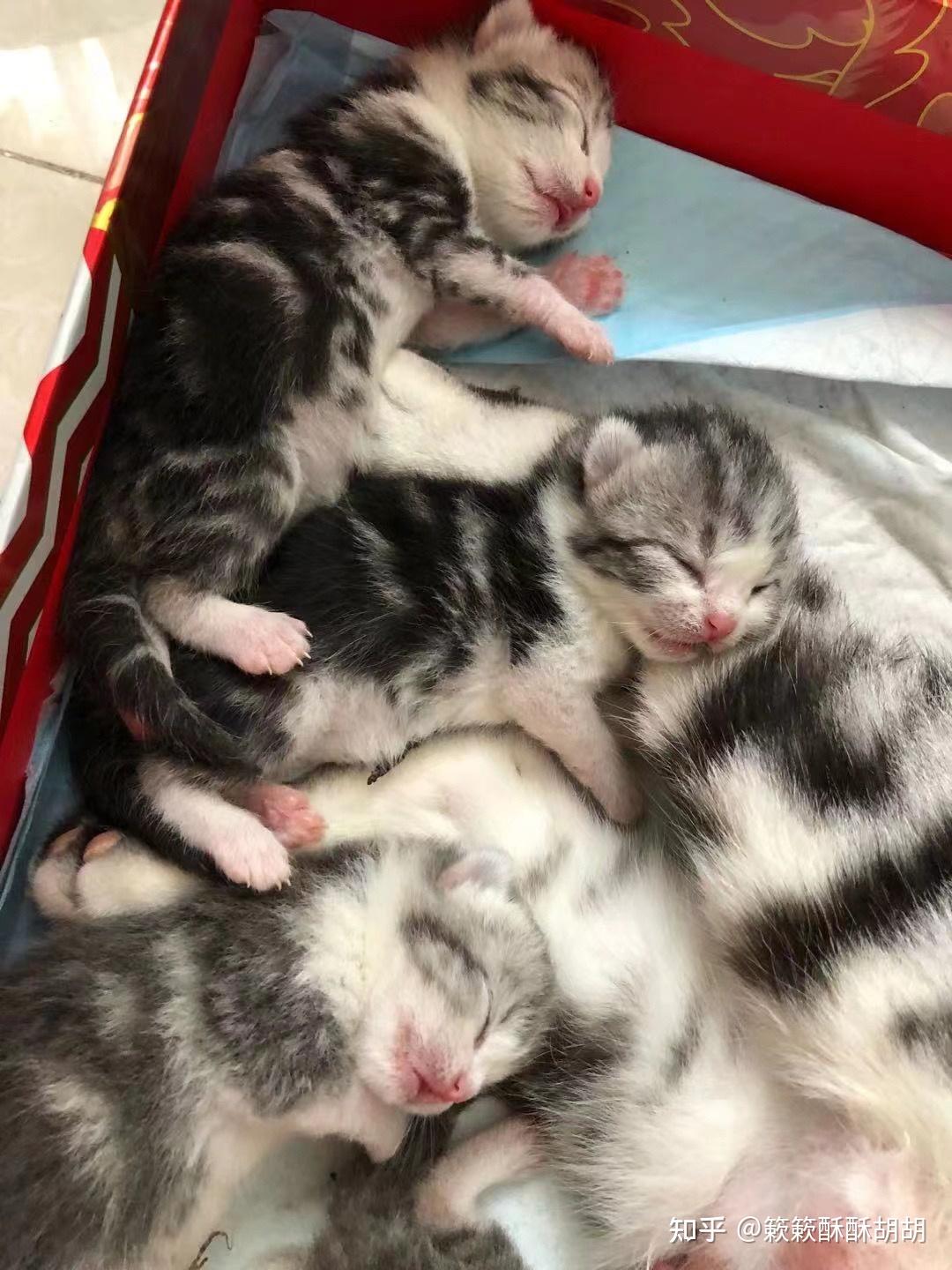 布偶跟美短生出来的孩子长什么样子