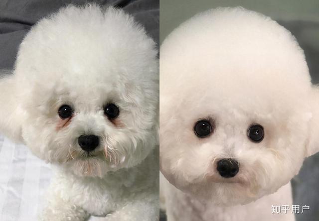 比熊泪痕怎么治比较好