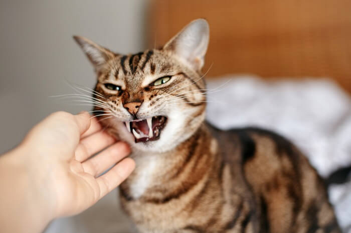 梦见被猫攻击把猫打了（梦见被猫攻击把猫打了什么意思） 梦见被猫攻击把猫打了（梦见被猫攻击把猫打了什么意思） 卜算大全