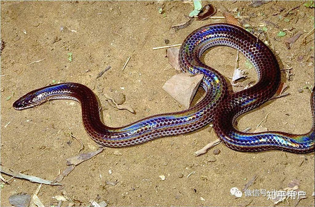广西最毒的蛇三万蛇图片