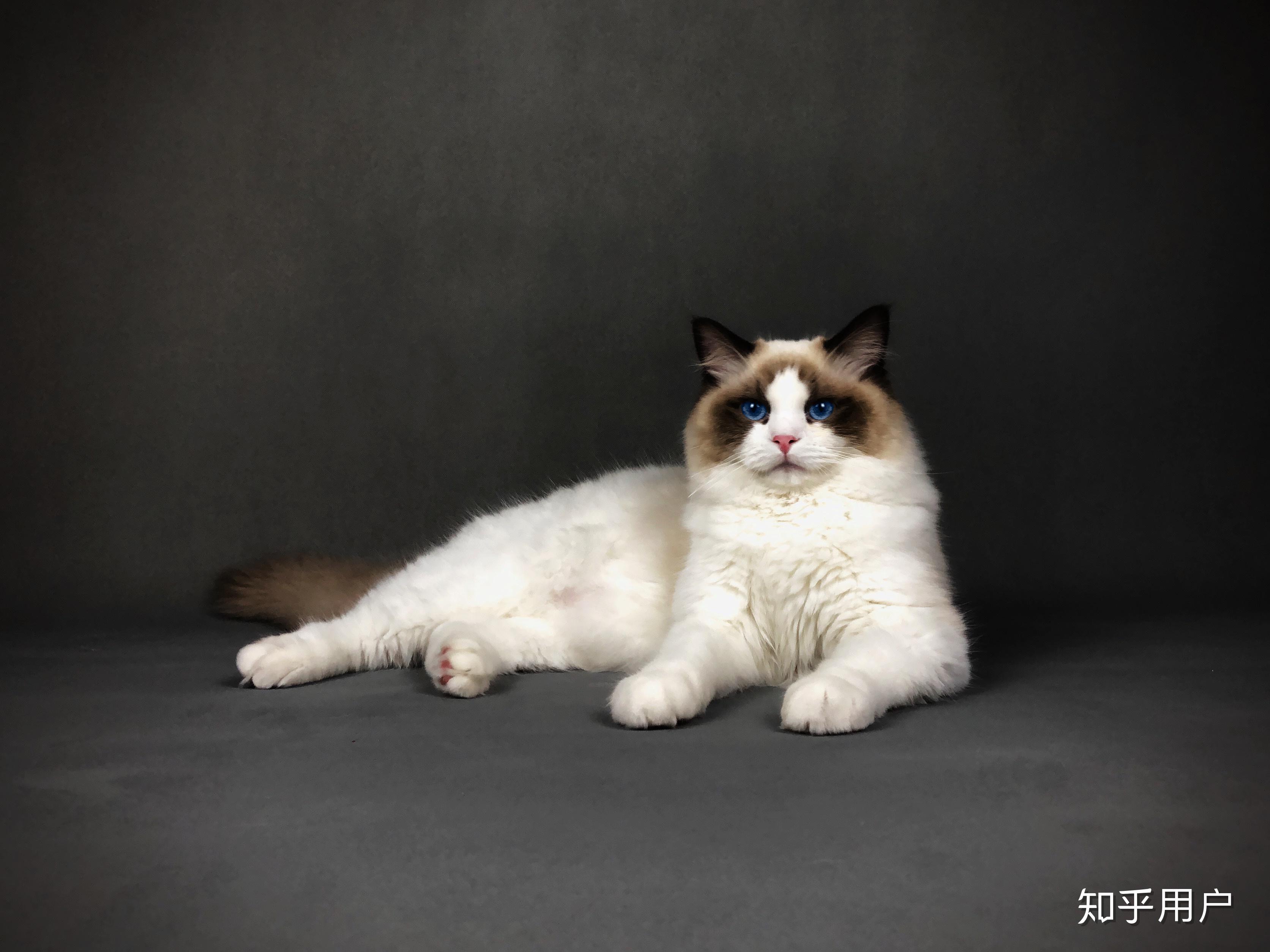 布偶一岁了毛还是很短? - 知乎