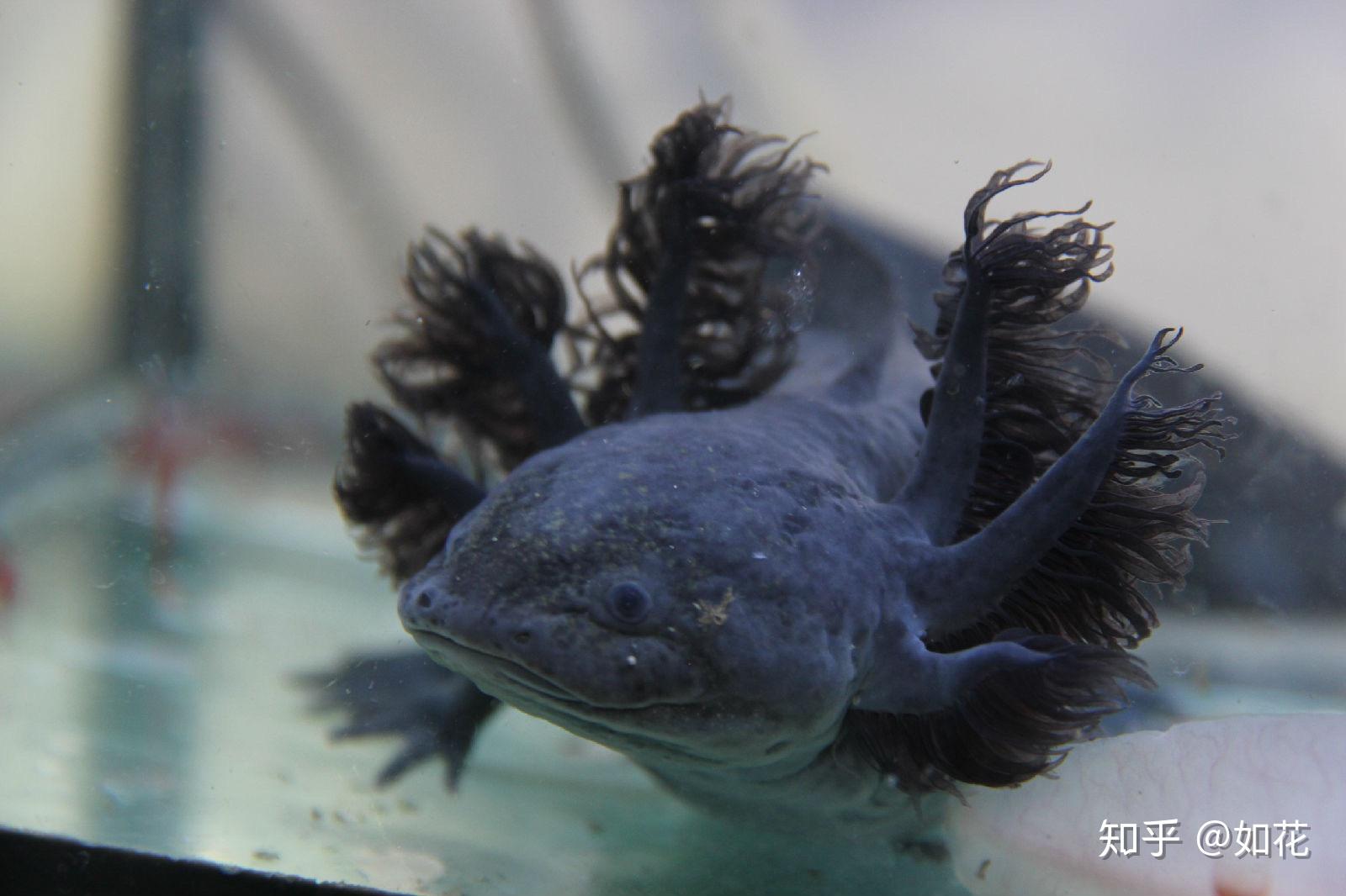 六角恐龍蠑螈怎麼飼養有什麼要注意的嗎