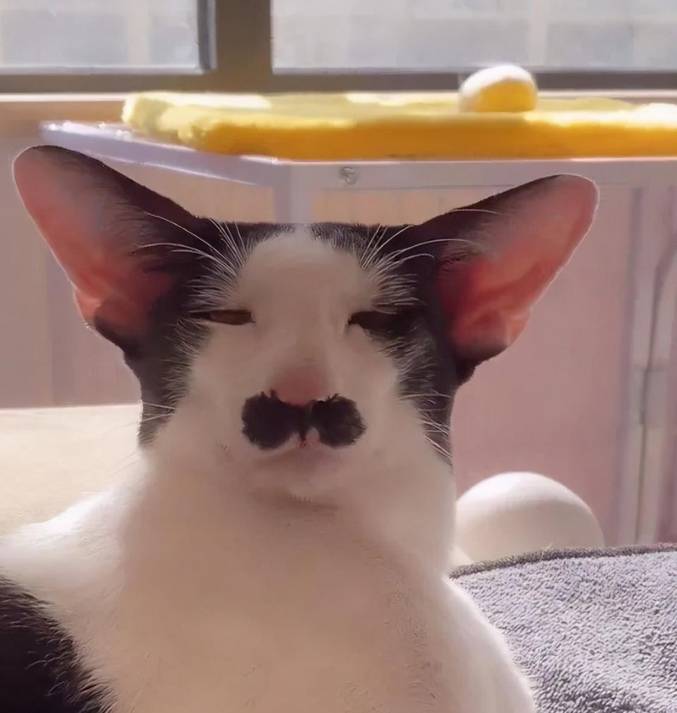 想入手一只猫充满灵性的大概多少钱每个月花费多少钱