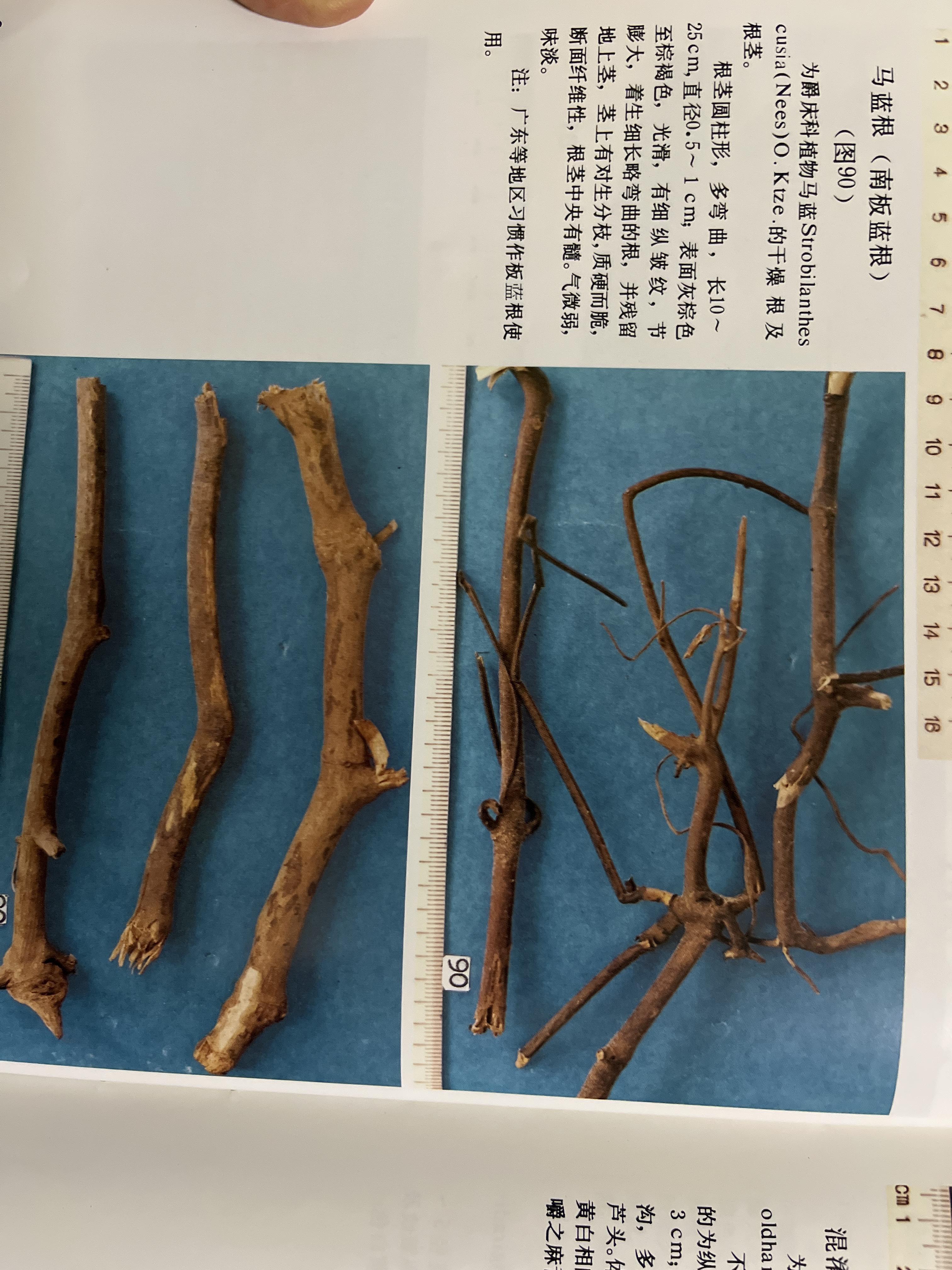 如何区分南北板蓝根,各有什么功效? - 知乎