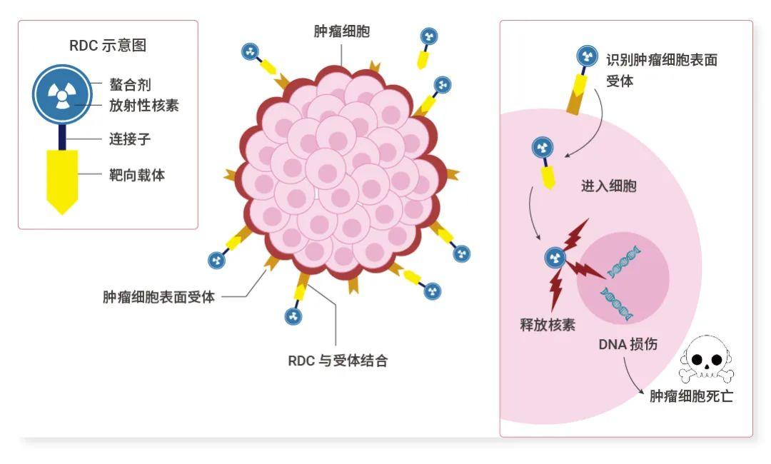 核药赛道新星——放射性核素偶联药物(RDC)? - 知乎