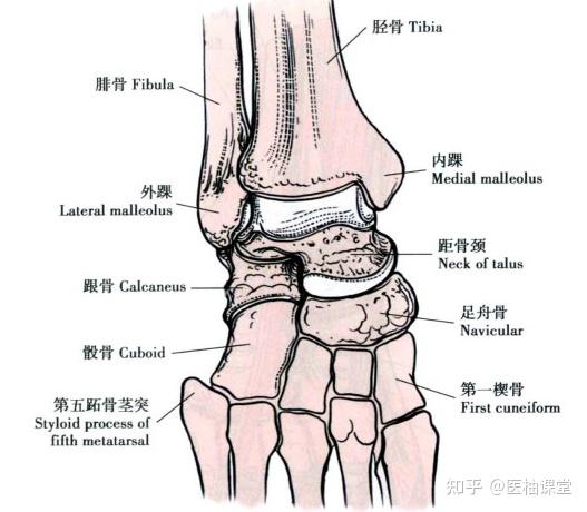 踝关节解剖分析(图文详解) - 知乎