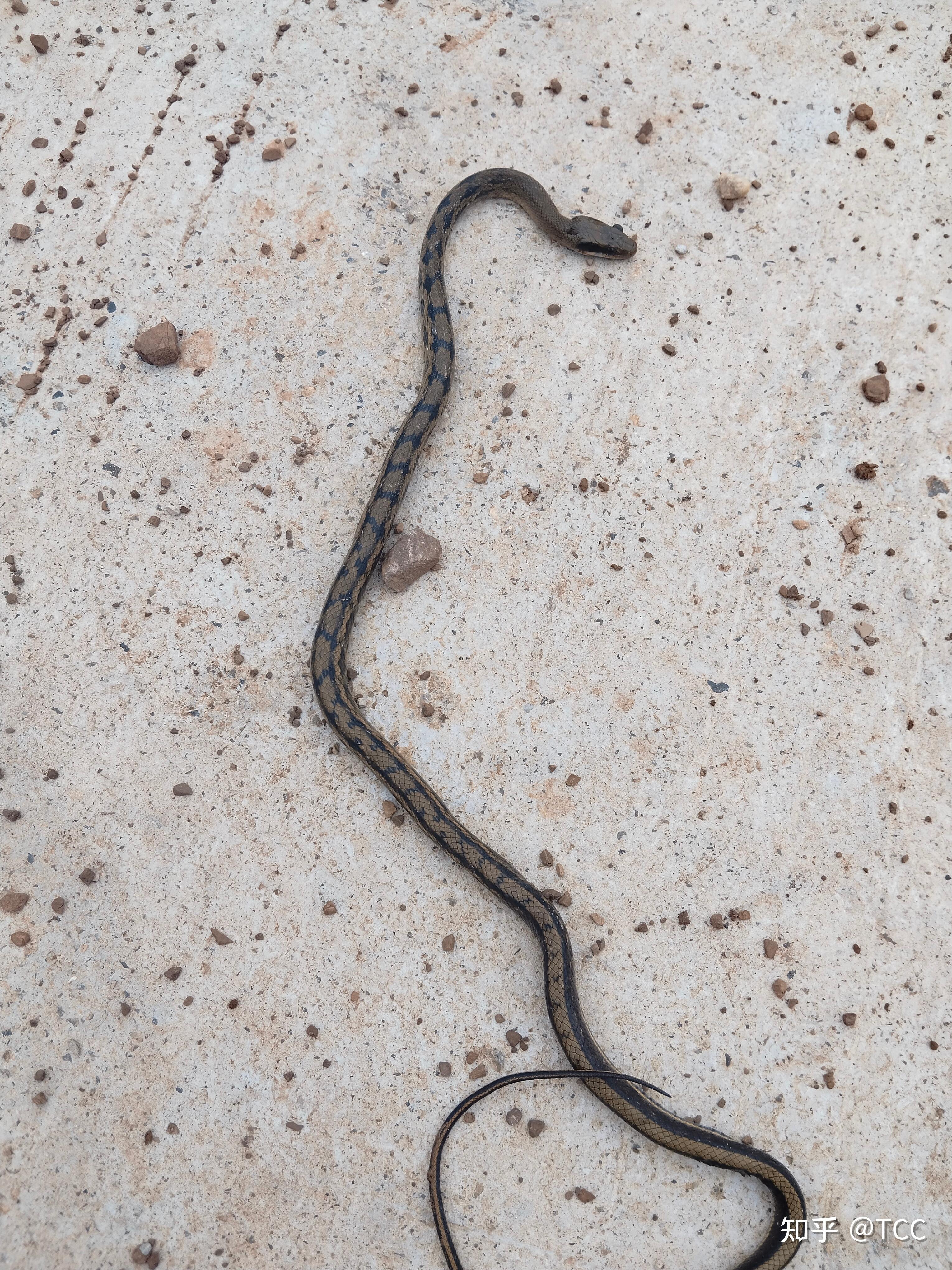 你觉得什么品种的蛇最吓人?