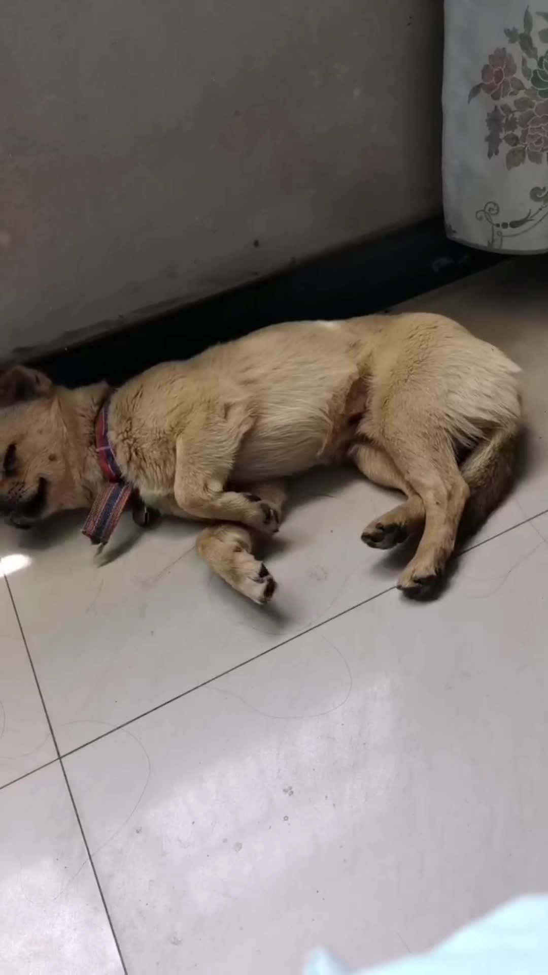 可以分享一张你家狗狗睡觉的照片吗? - 知乎