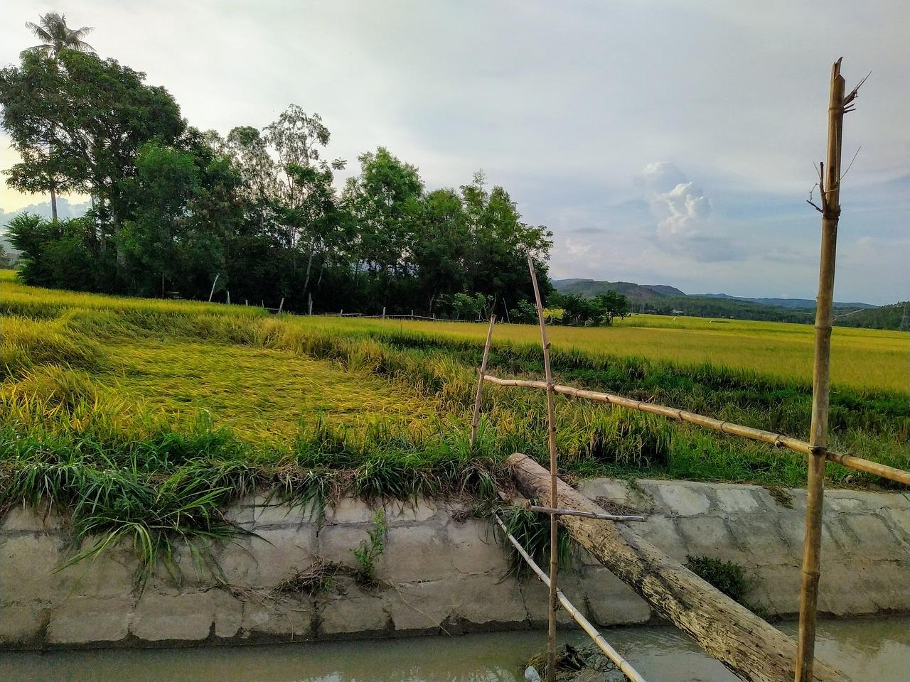 稻田周边商机多