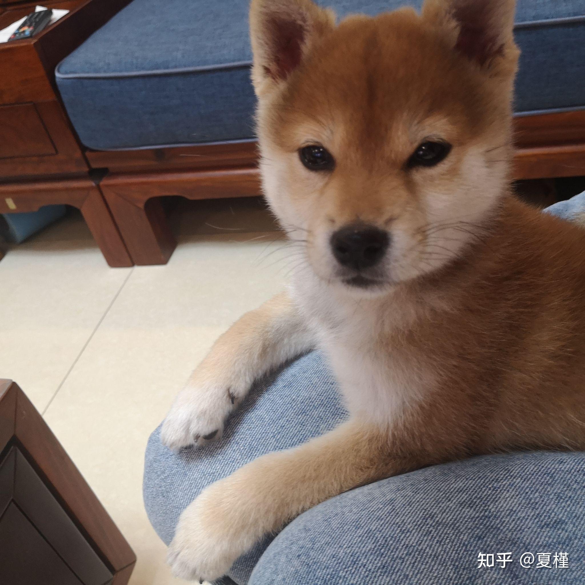 为啥我家柴犬没有豆豆眉,纯吗? - 知乎