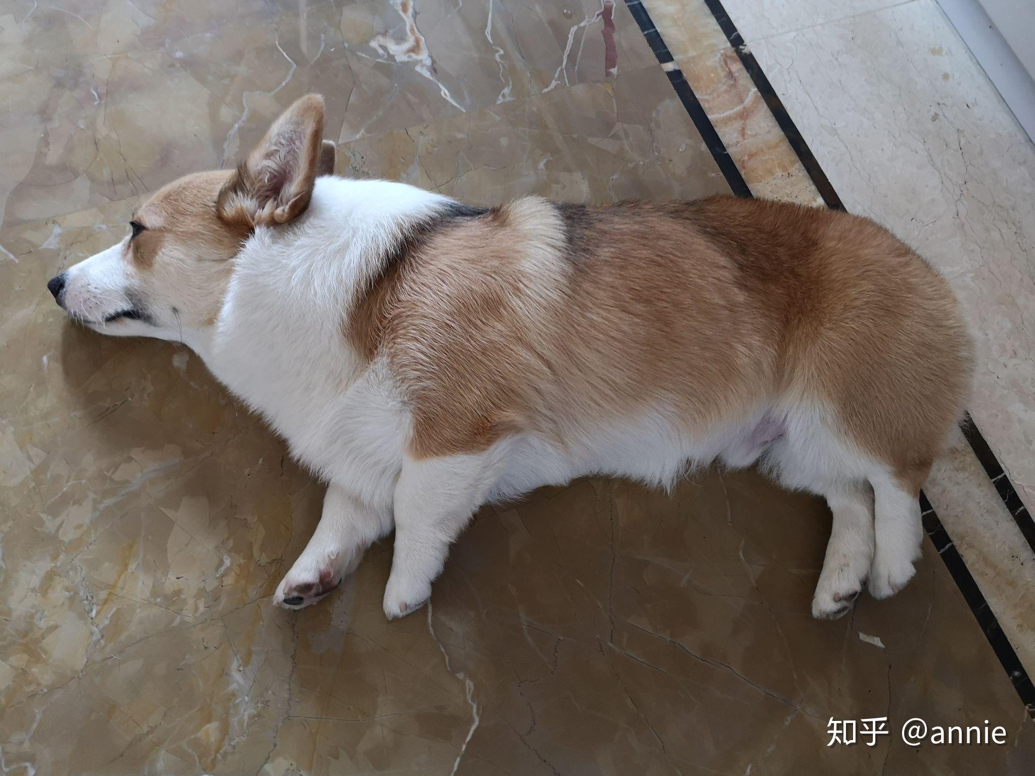 养一只胖柯基是什么体验