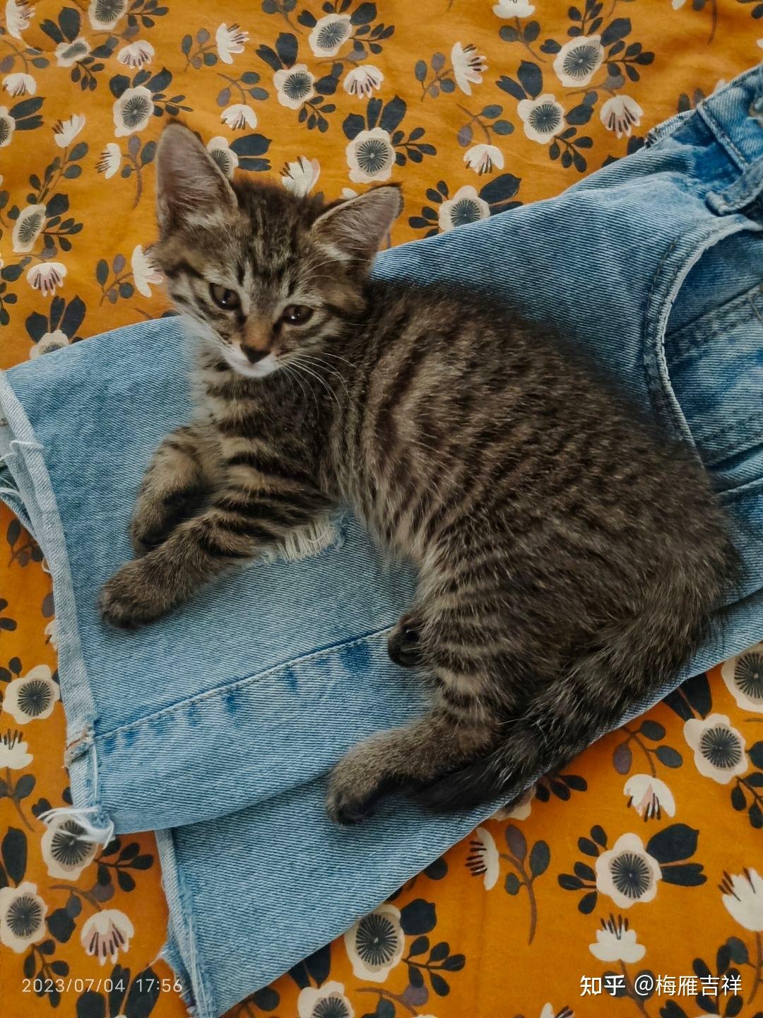 美国本土有中国狸花猫吗