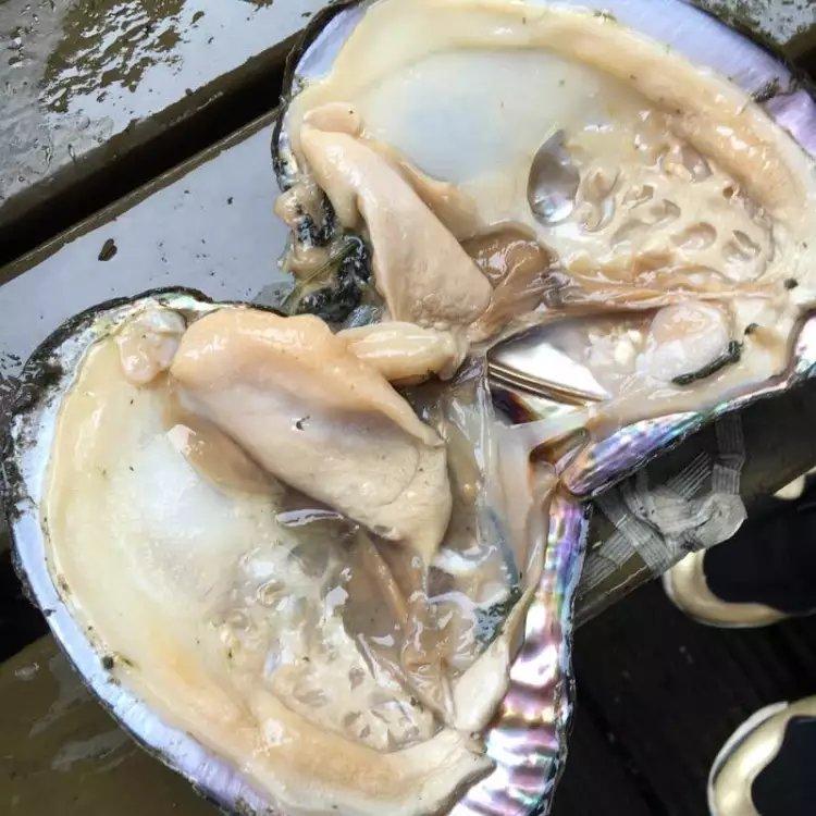 珍珠到底长在蚌哪个位置