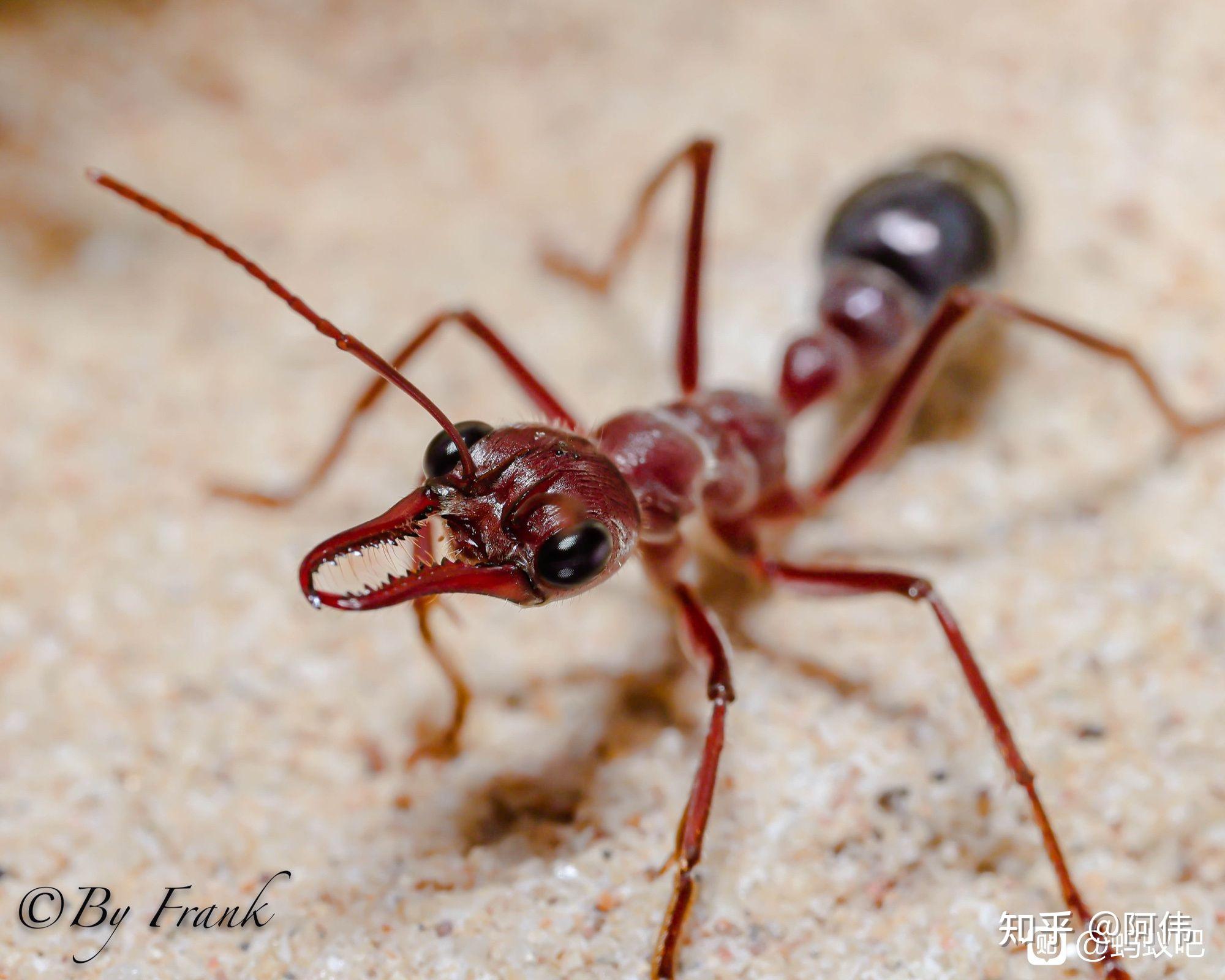 有哪些比较独特的蚂蚁种类? - 知乎