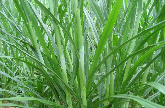 海果农业丨牧草明珠芦甘草