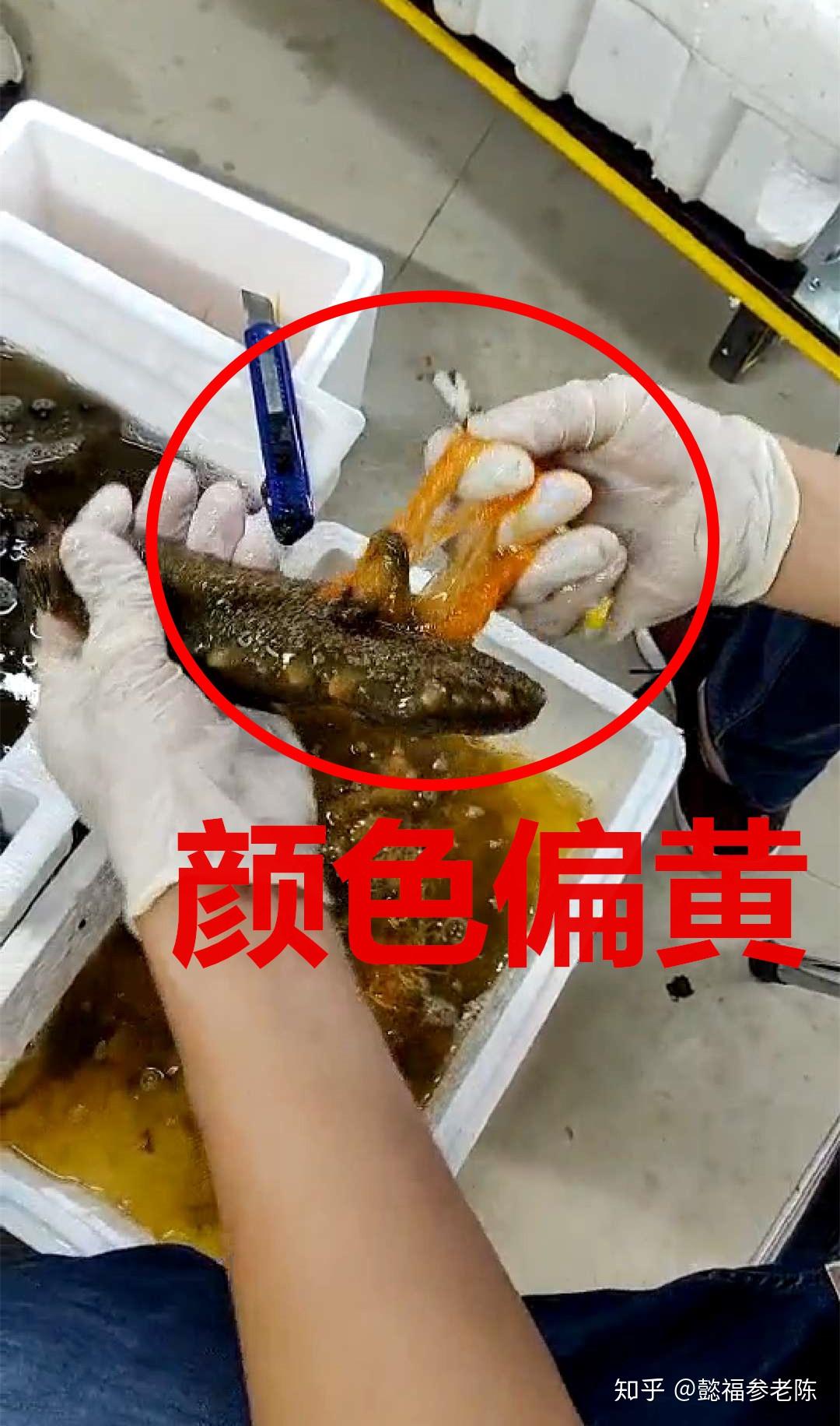 海參泡發後肚子那一面是黃色的是不是假的