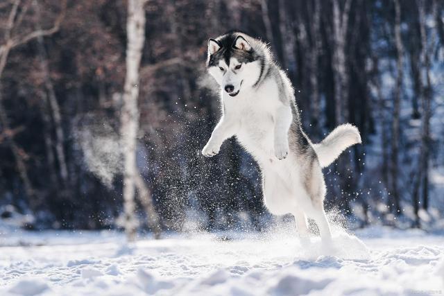 世界十大名犬排名,以后别说你不知道了! 知乎