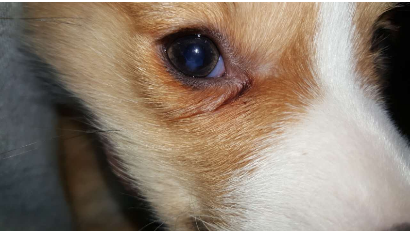 它爪 老年犬最常见的白内障问题 知乎 它爪 老年犬最常见的白内障问题 知乎