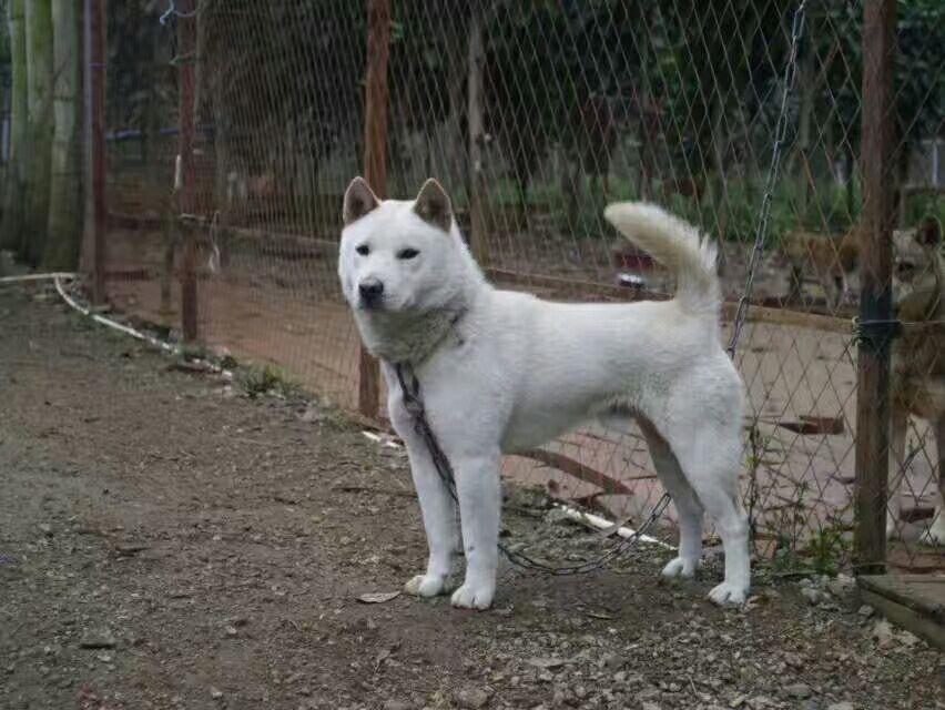中国本土犬种都有哪些