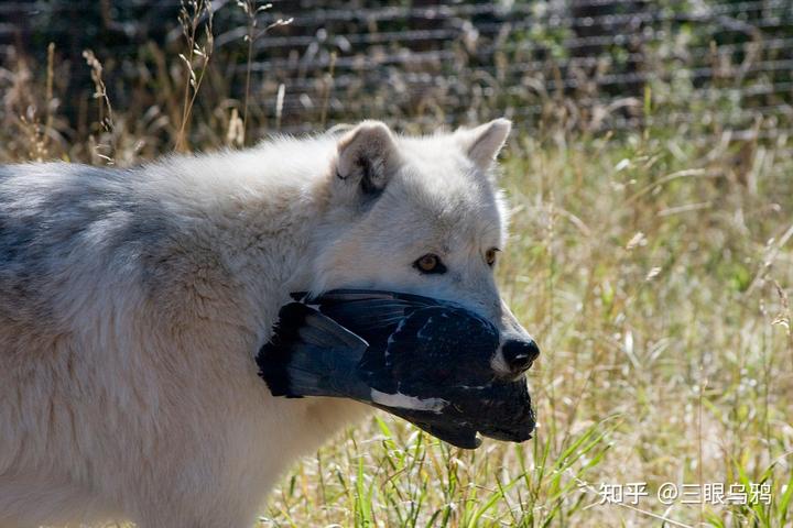 如果将 20 只狼和 500 只鹿放进同一孤岛，最后谁能活下来？