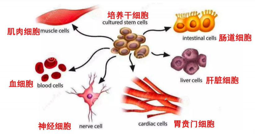 细胞分化实验研究方法分享 - 知乎
