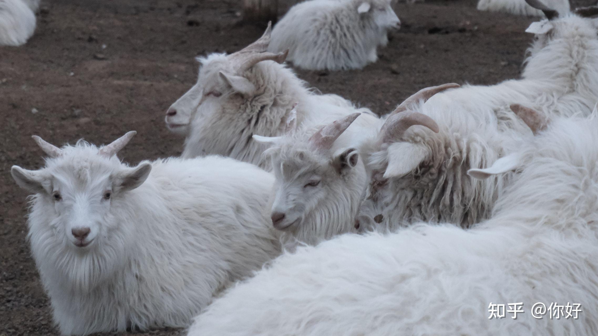 有没有小羊的图片不想要网红风