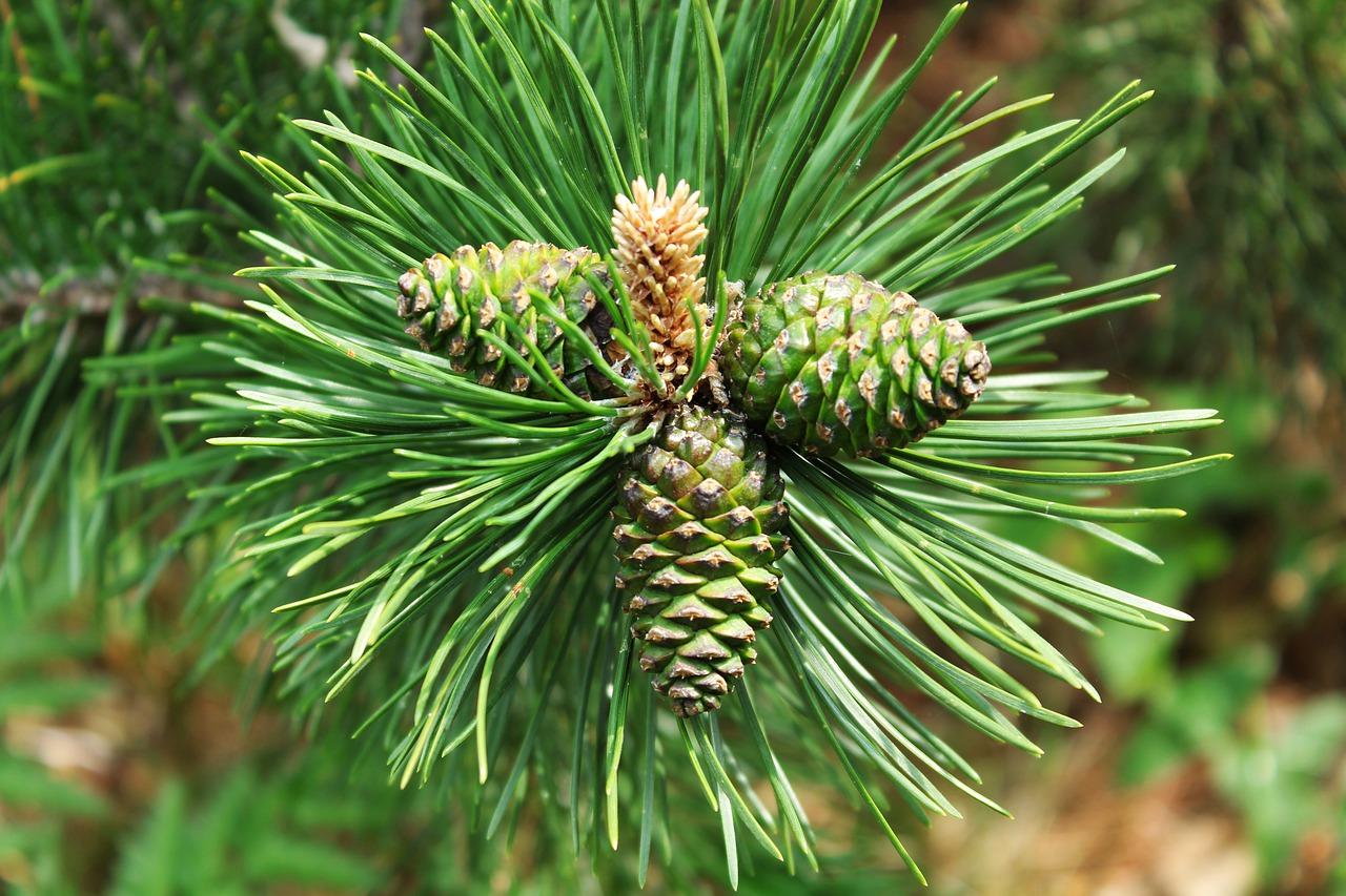 2. 形树独特设计