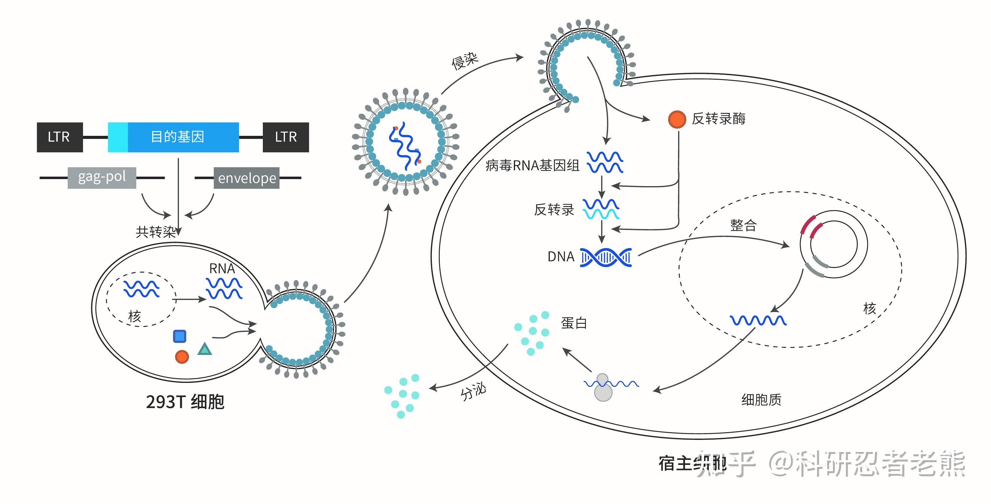 慢病毒轉染細胞的原理