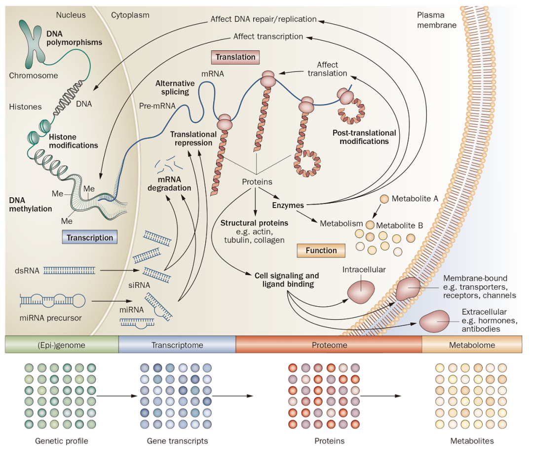 浅谈mRNA的量与蛋白表达量并不线性相关的原因（一） - 知乎